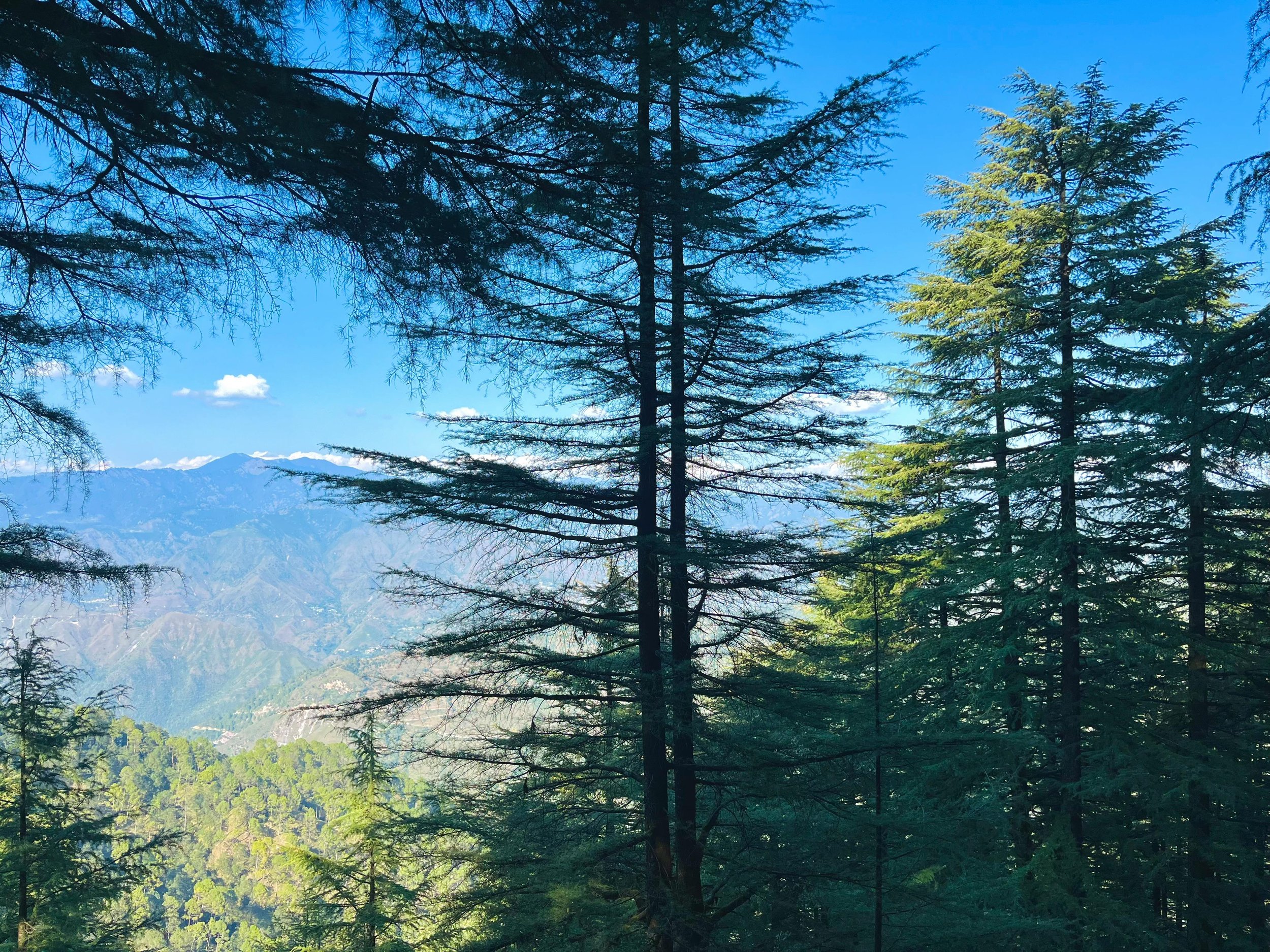 Three Cedar Trees Psychotherapy, LLC | Begin Your Healing Journey Today