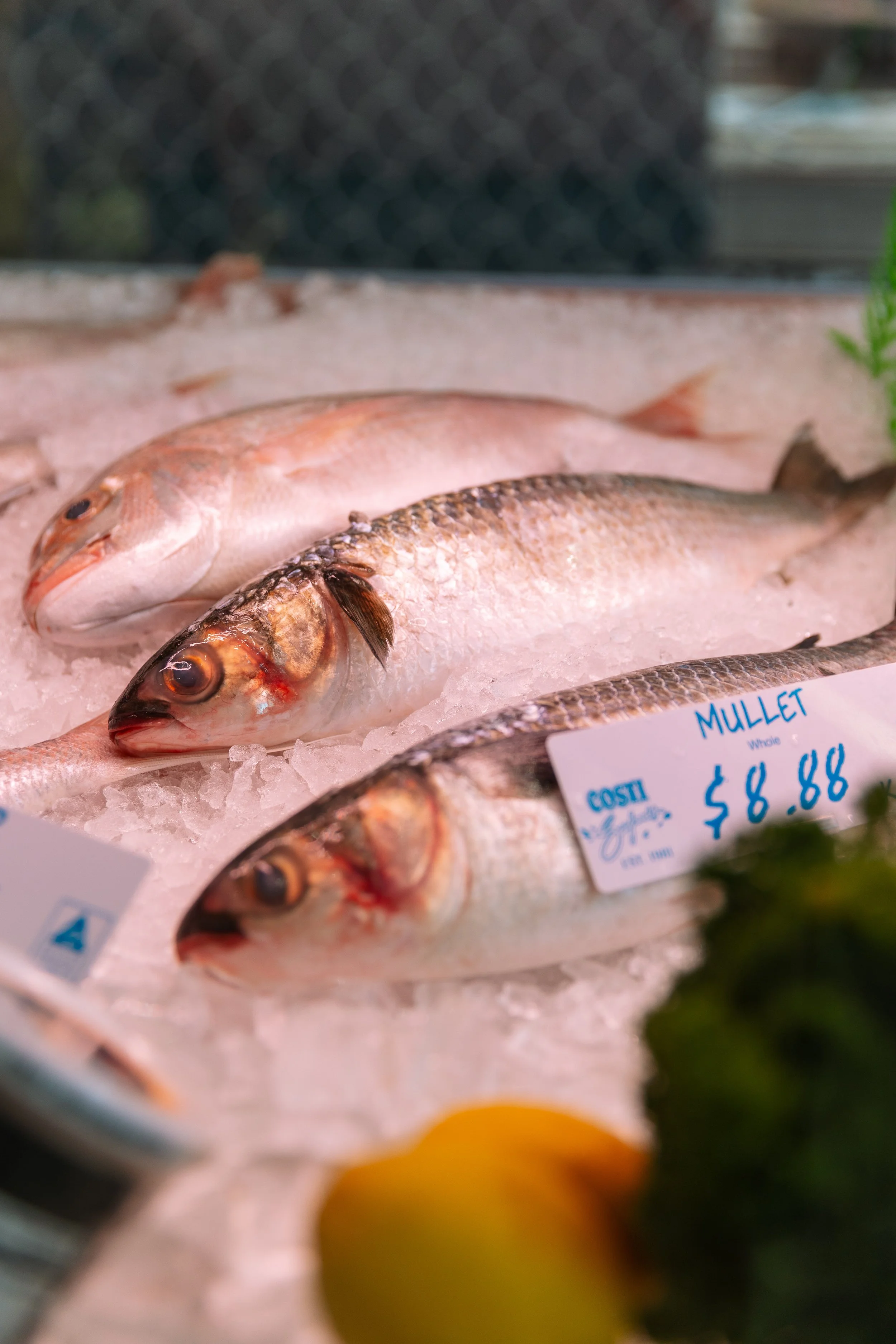 Costi Seafood-100.jpg