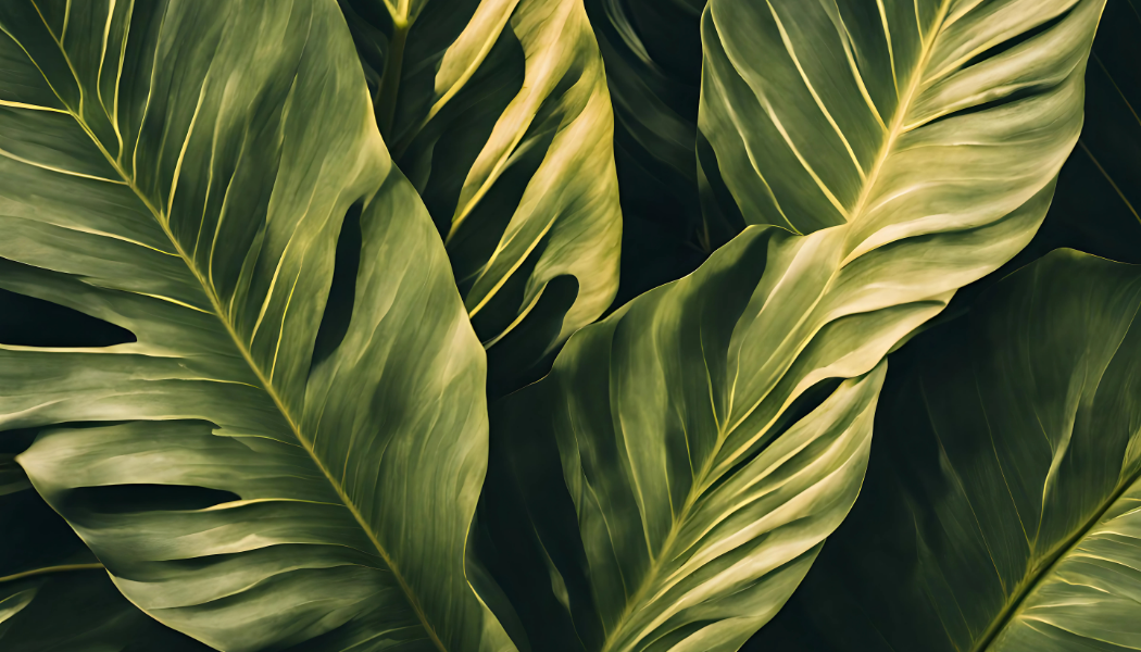 Close-up of large green tropical leaves with prominent veins.