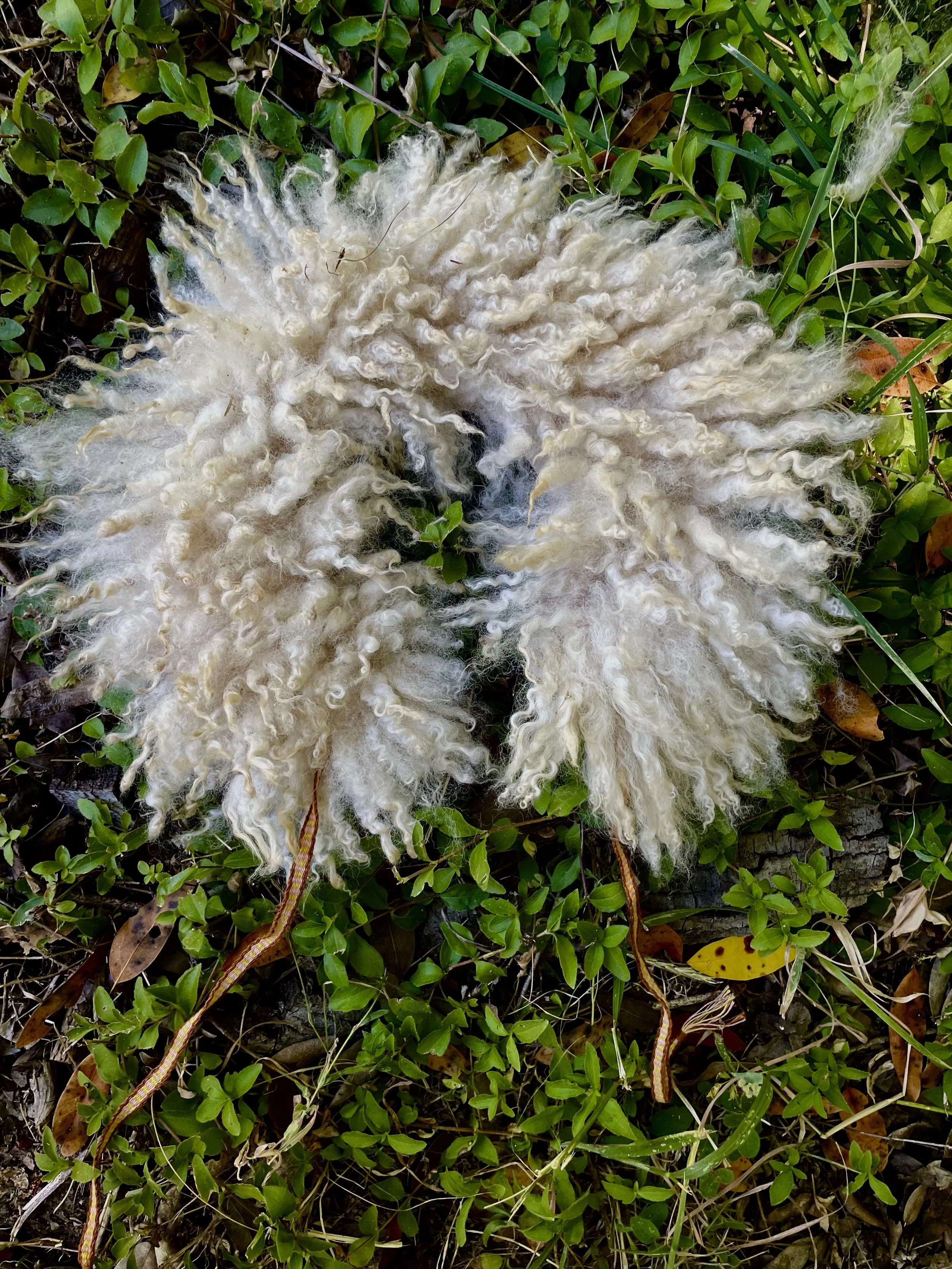 thumbelinashawl3.jpg