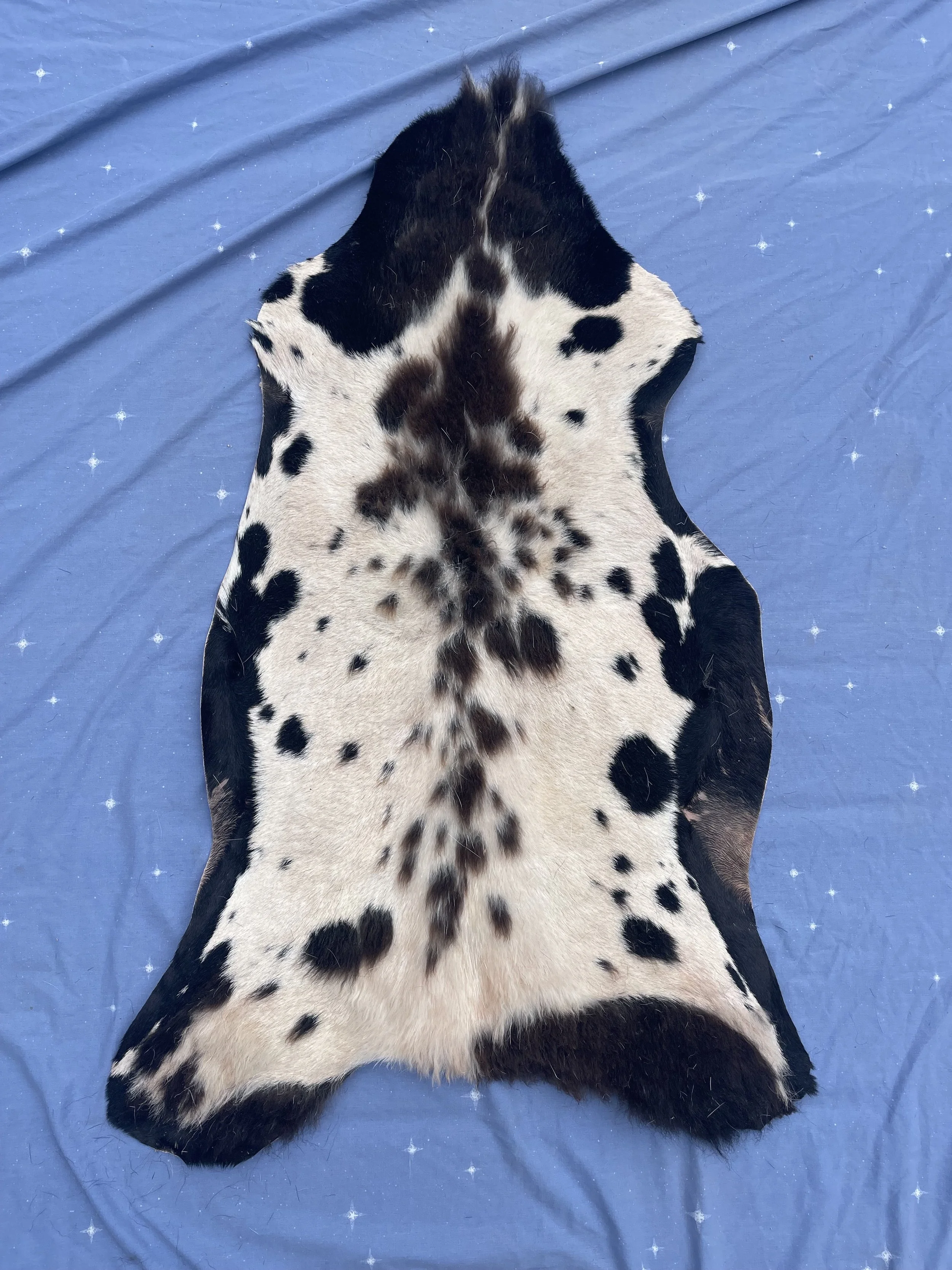 dalmation1.jpg