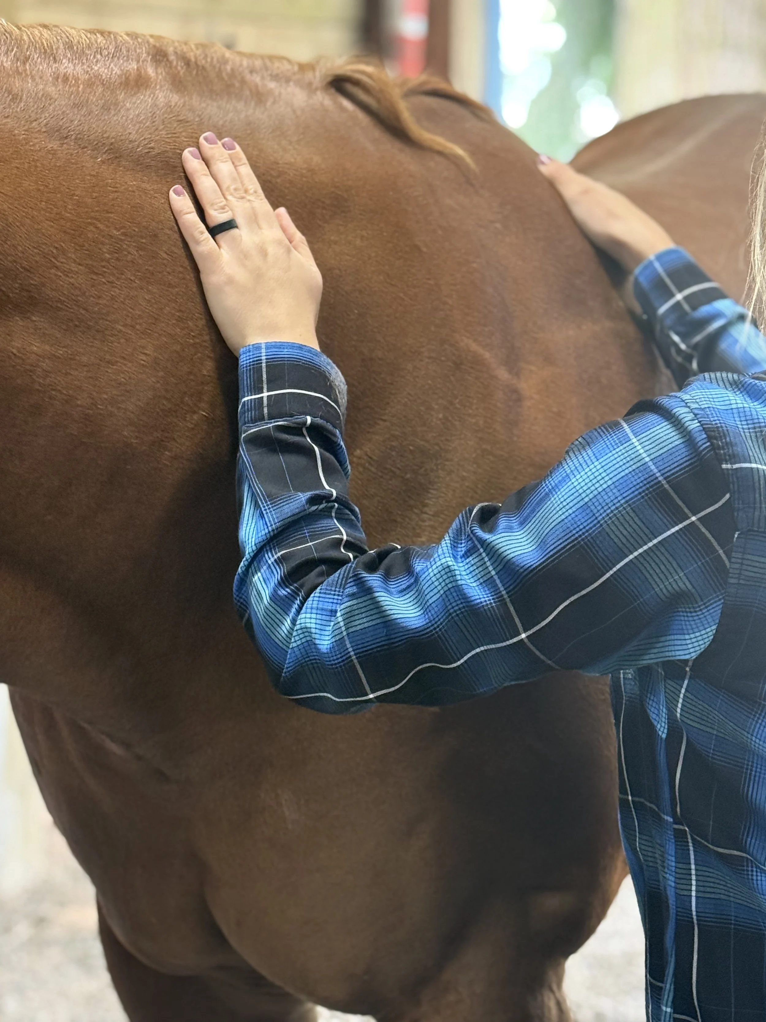 Person wearing a blue plaid shirt petting a brown horse.
