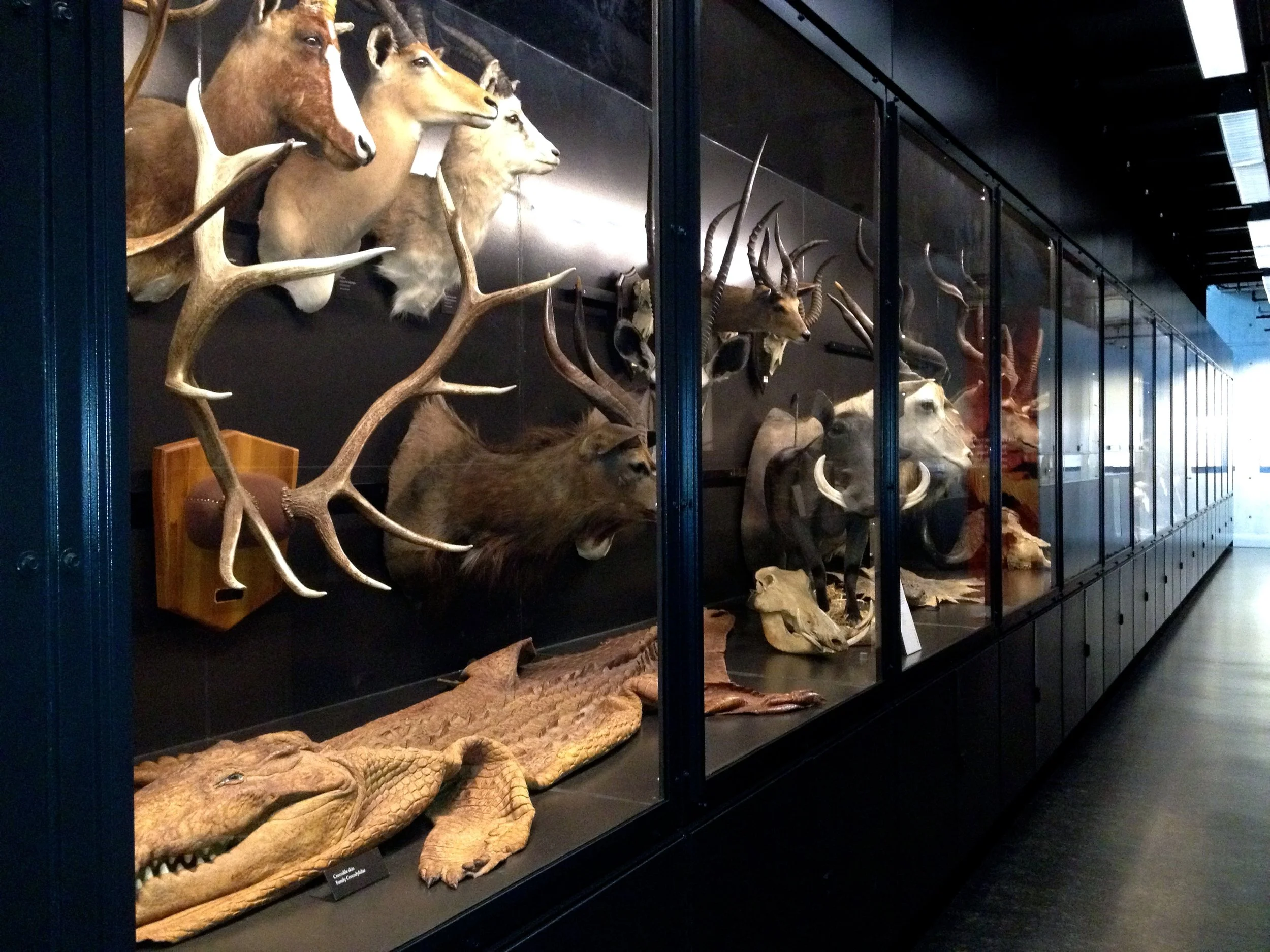 Beaty-Biodiversity-Museum.jpg