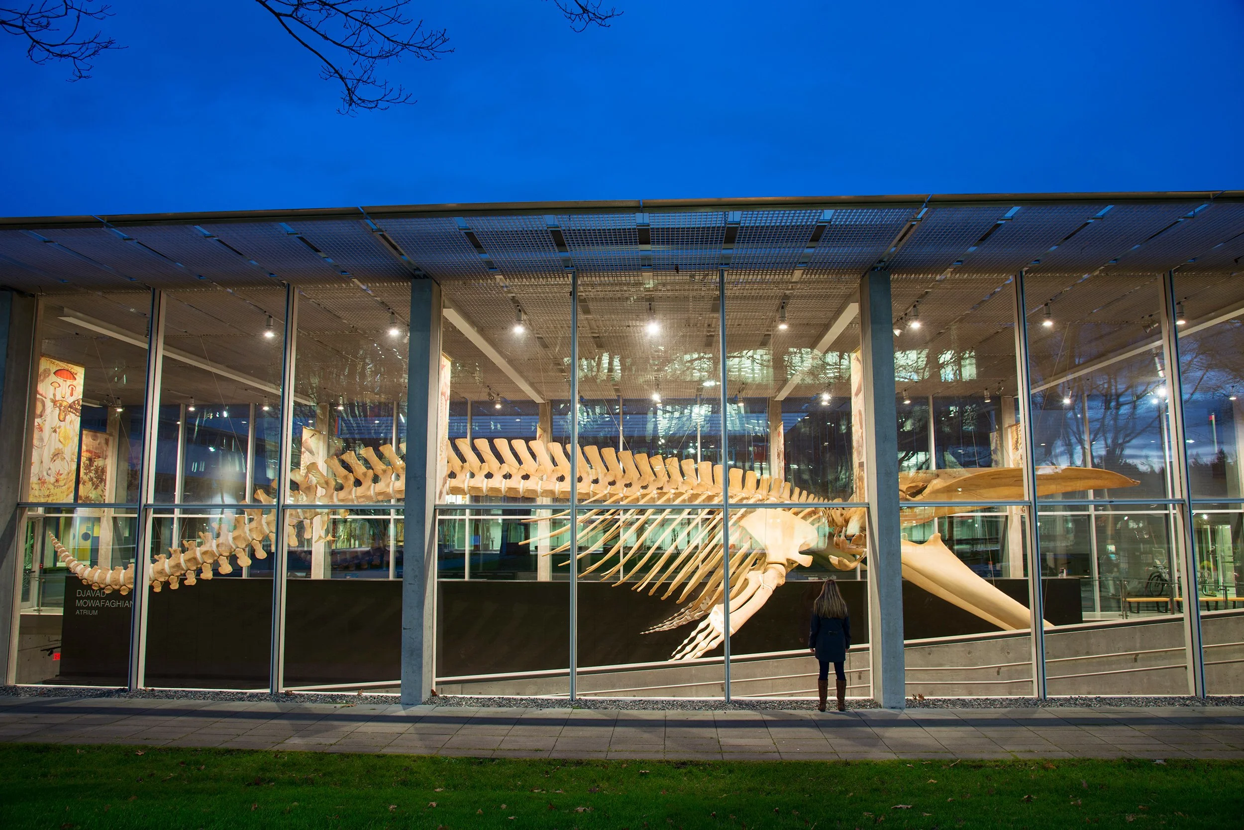 exterior-blue-whale-cleaning.jpg