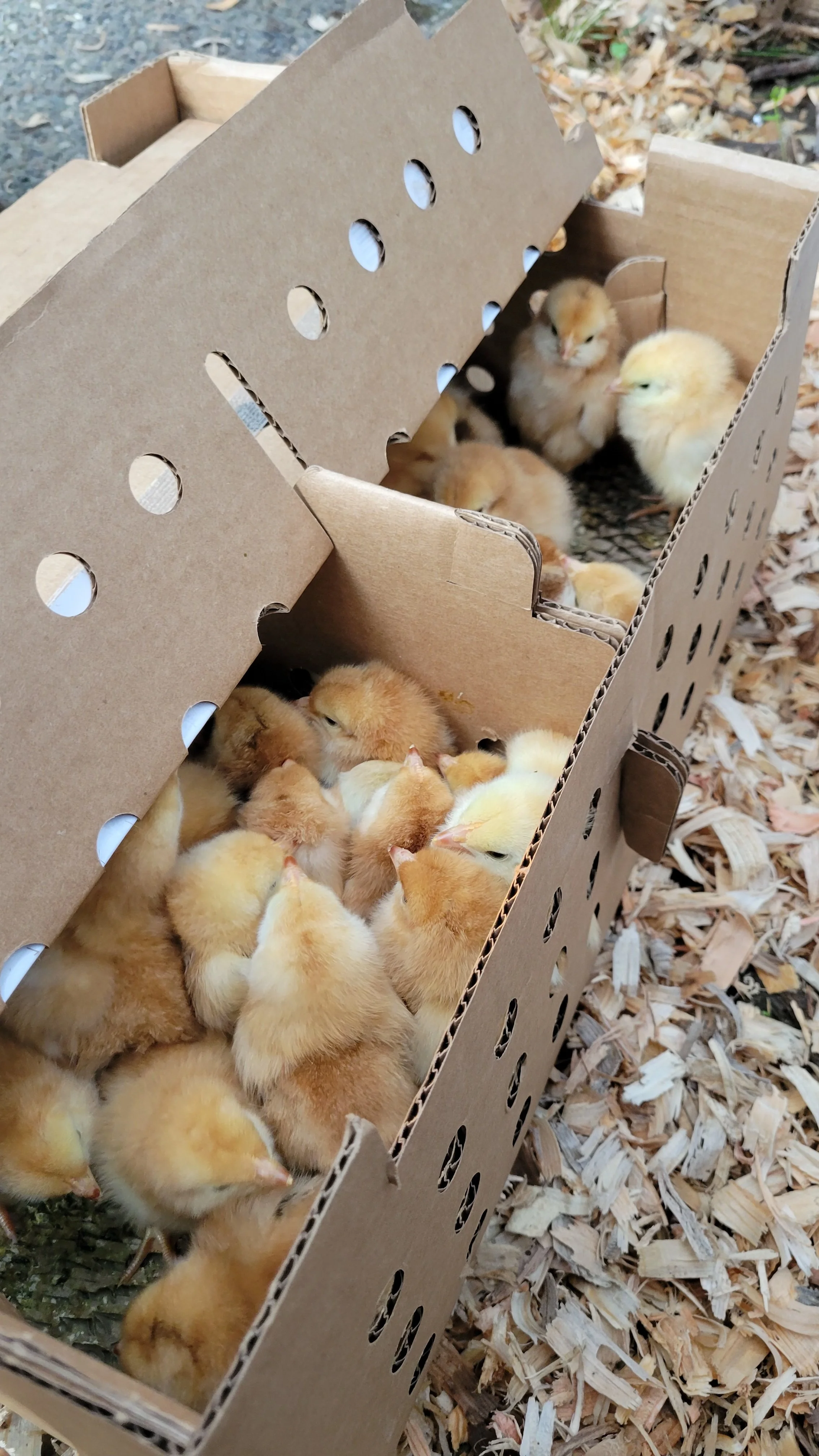 Starting Over: Rebuilding the Flocks