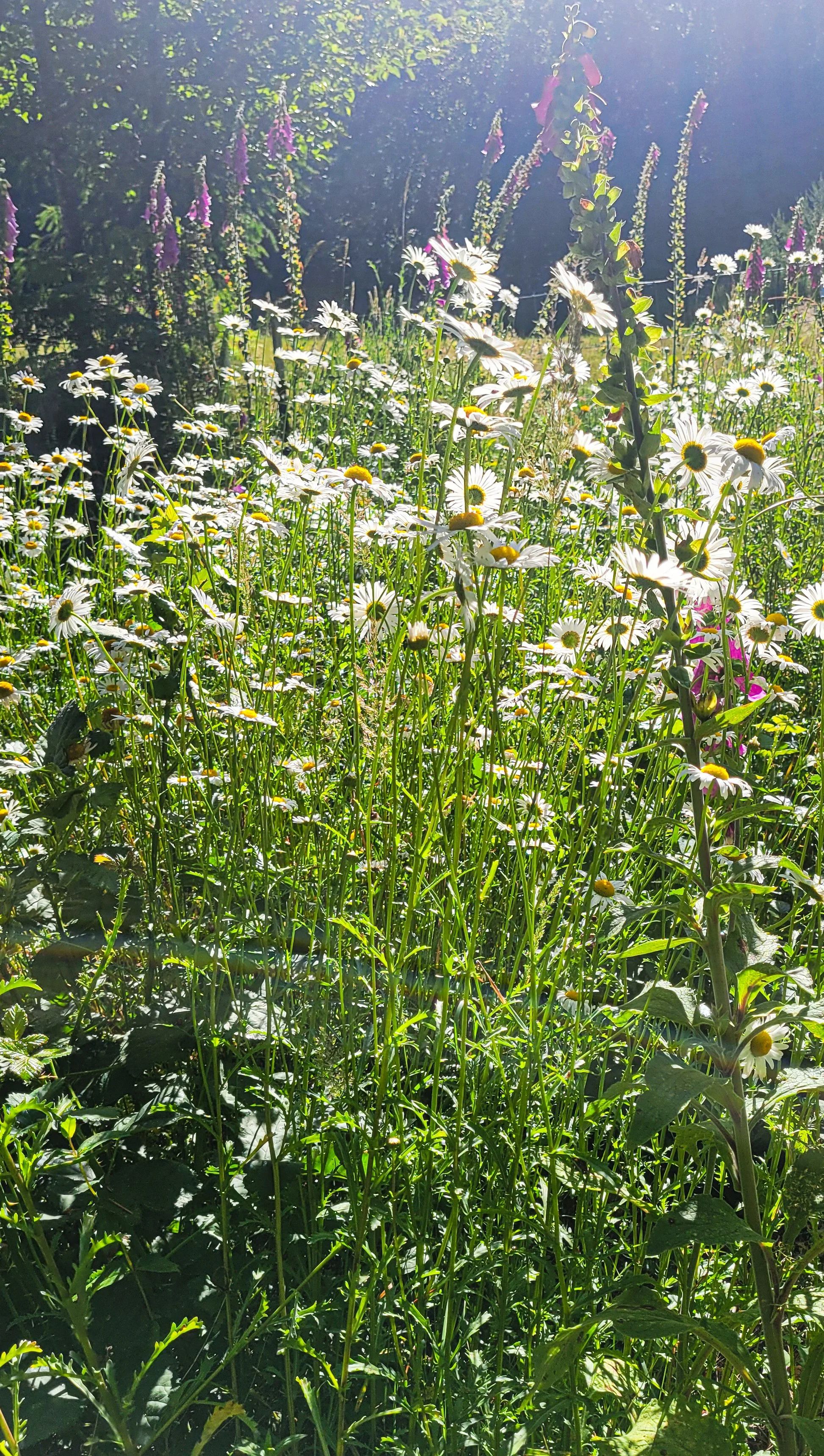 The Garden: From Overgrown to Growing Again