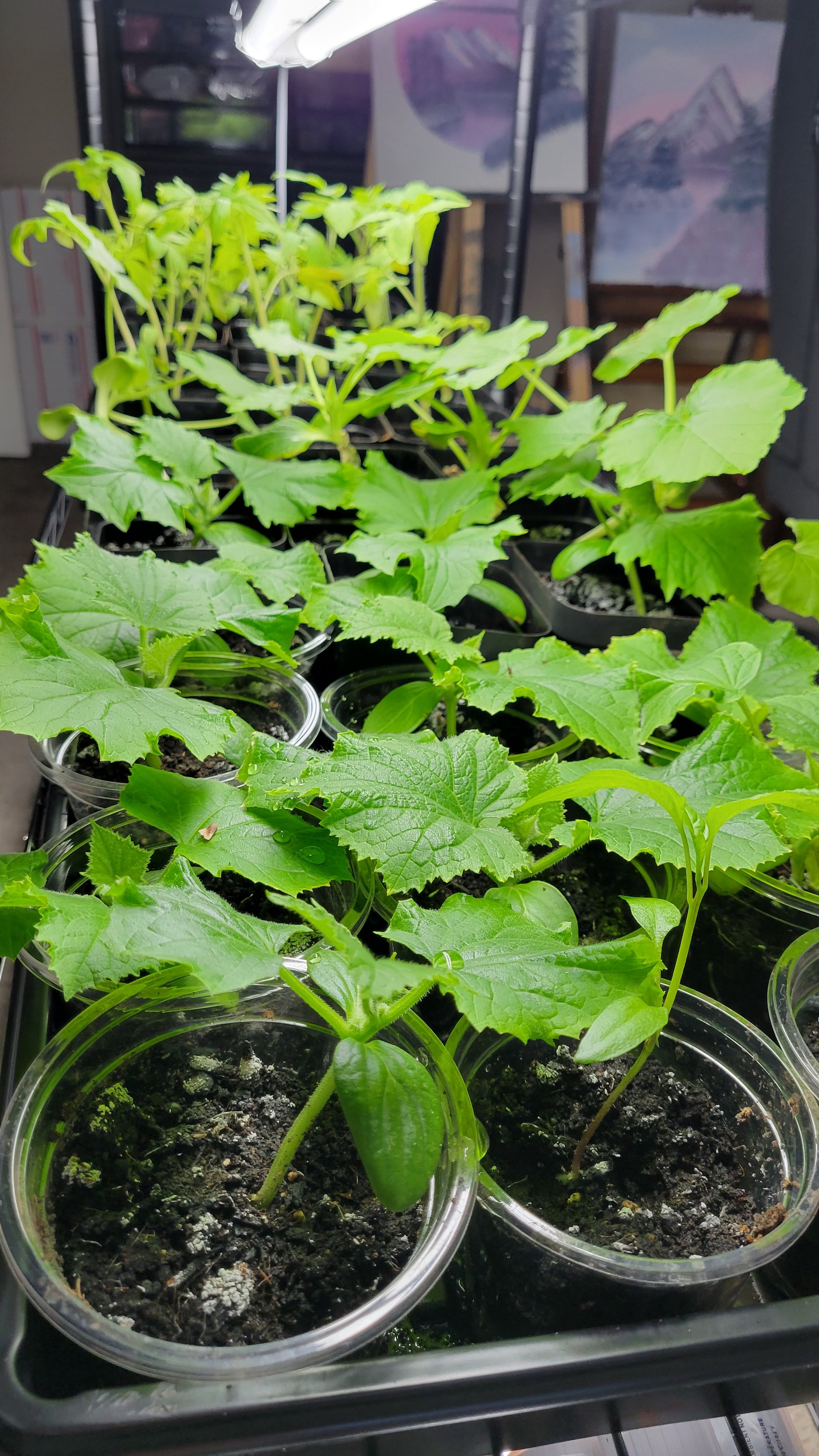 A Year in Review: How 2025 Reshaped Our Farm