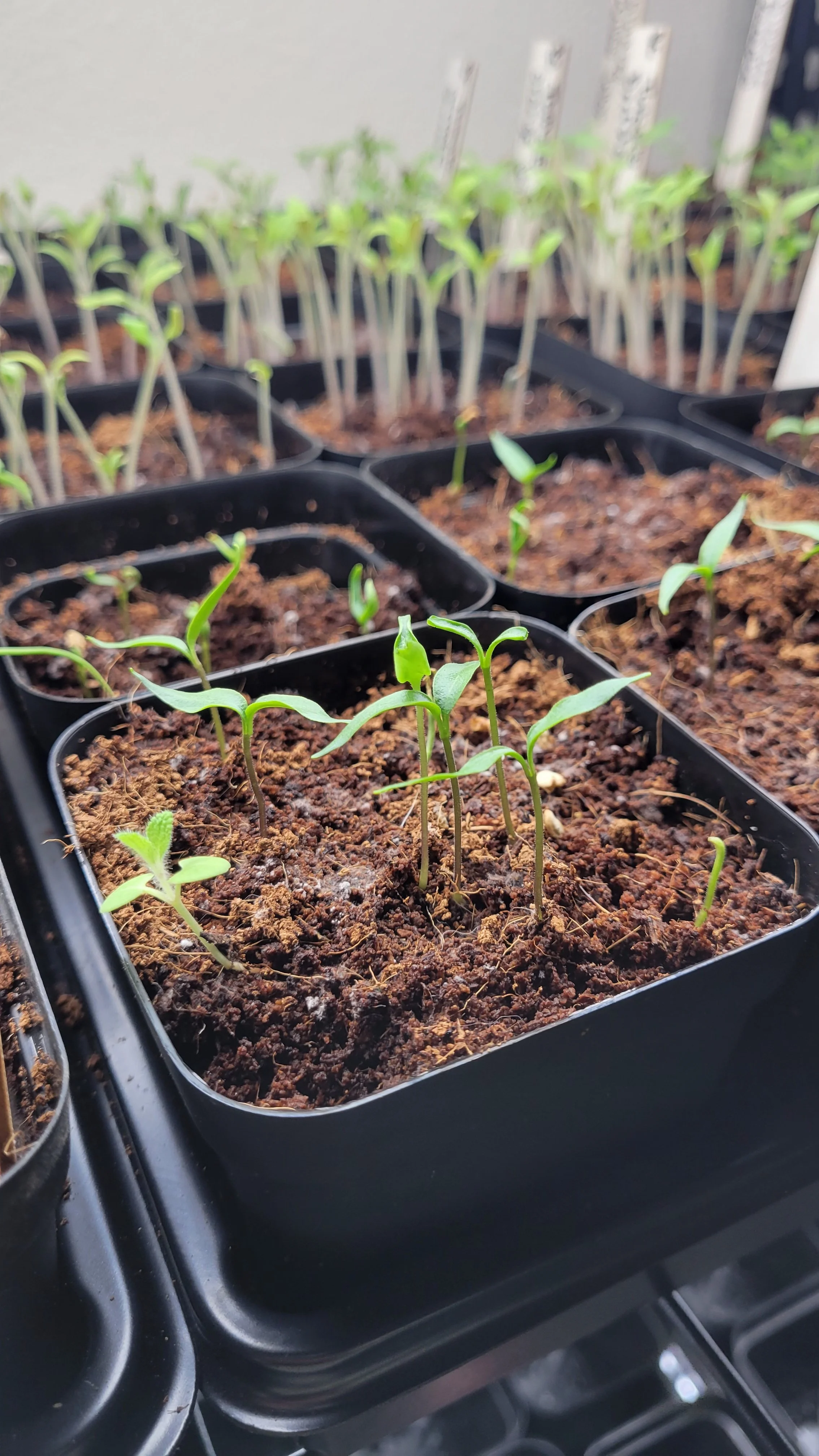 Why I Choose Baker Creek Heirloom Seeds Year After Year