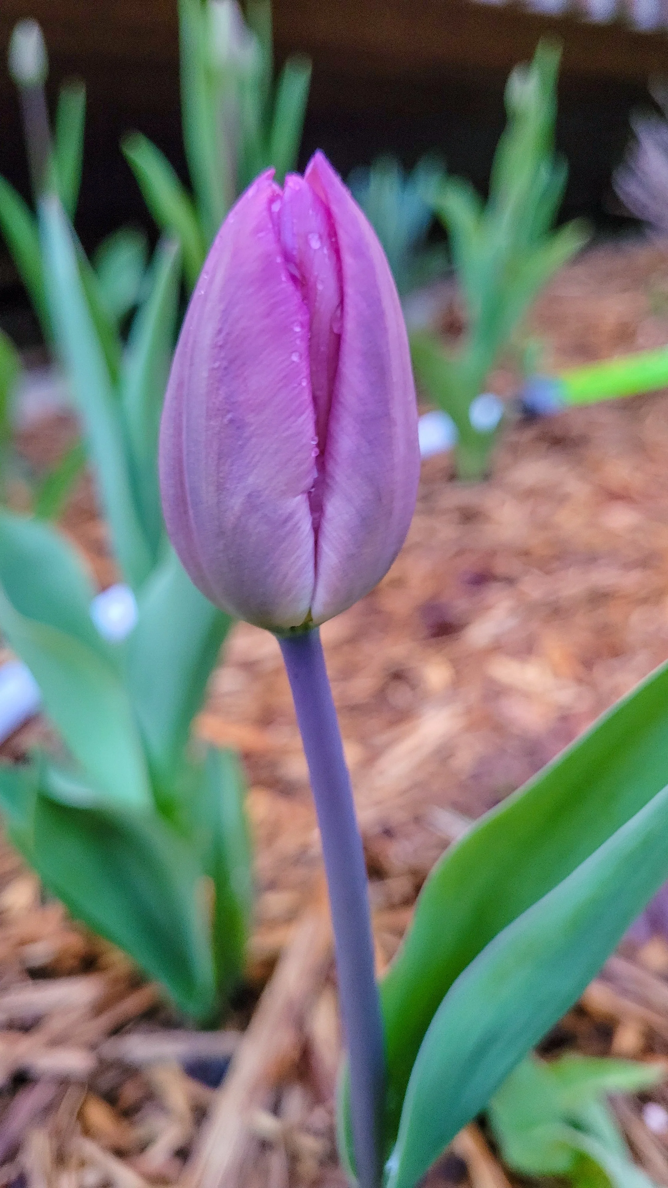 The Truth About Spring on a Small Farm