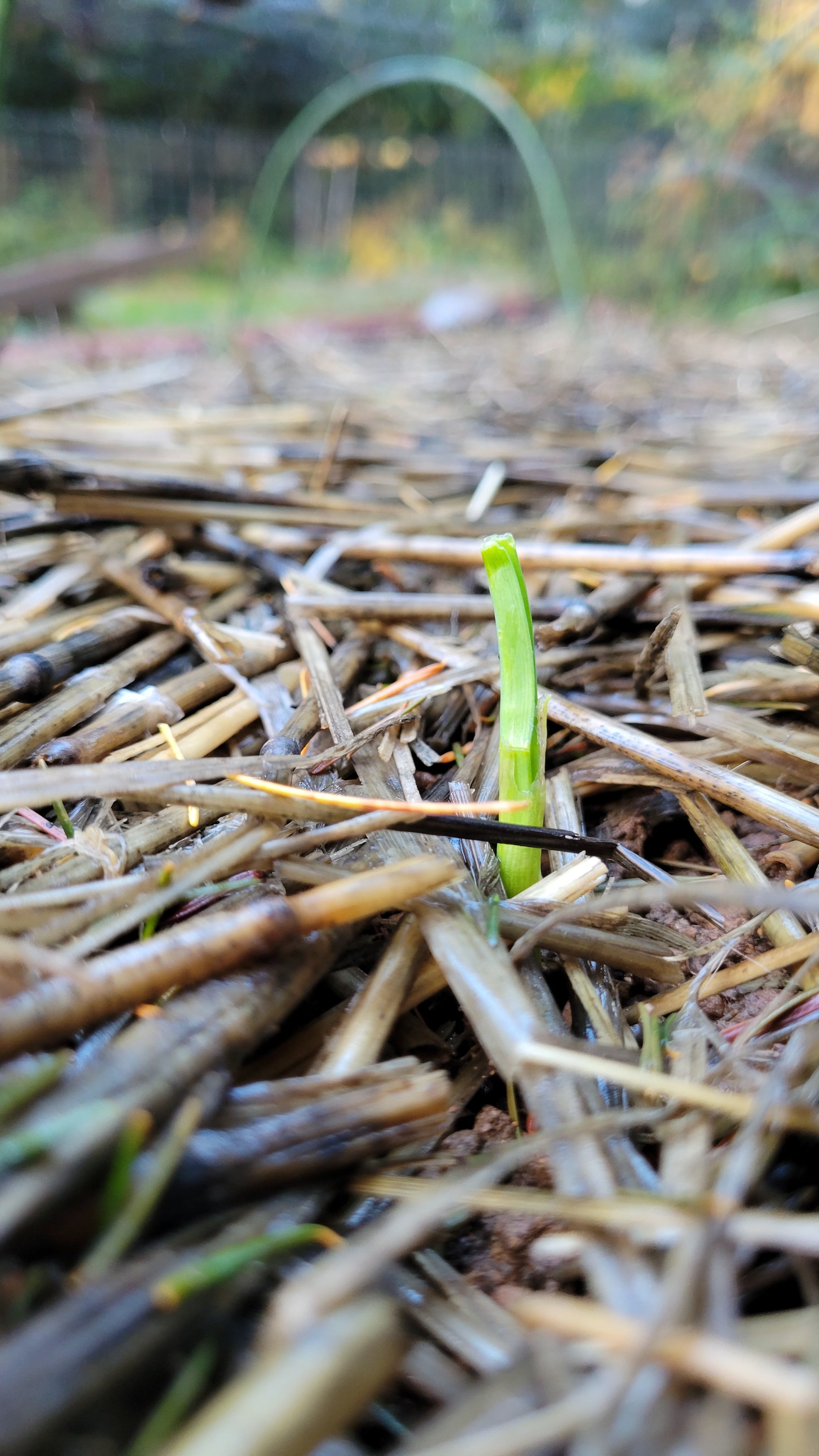 400 Garlic Cloves Destroyed