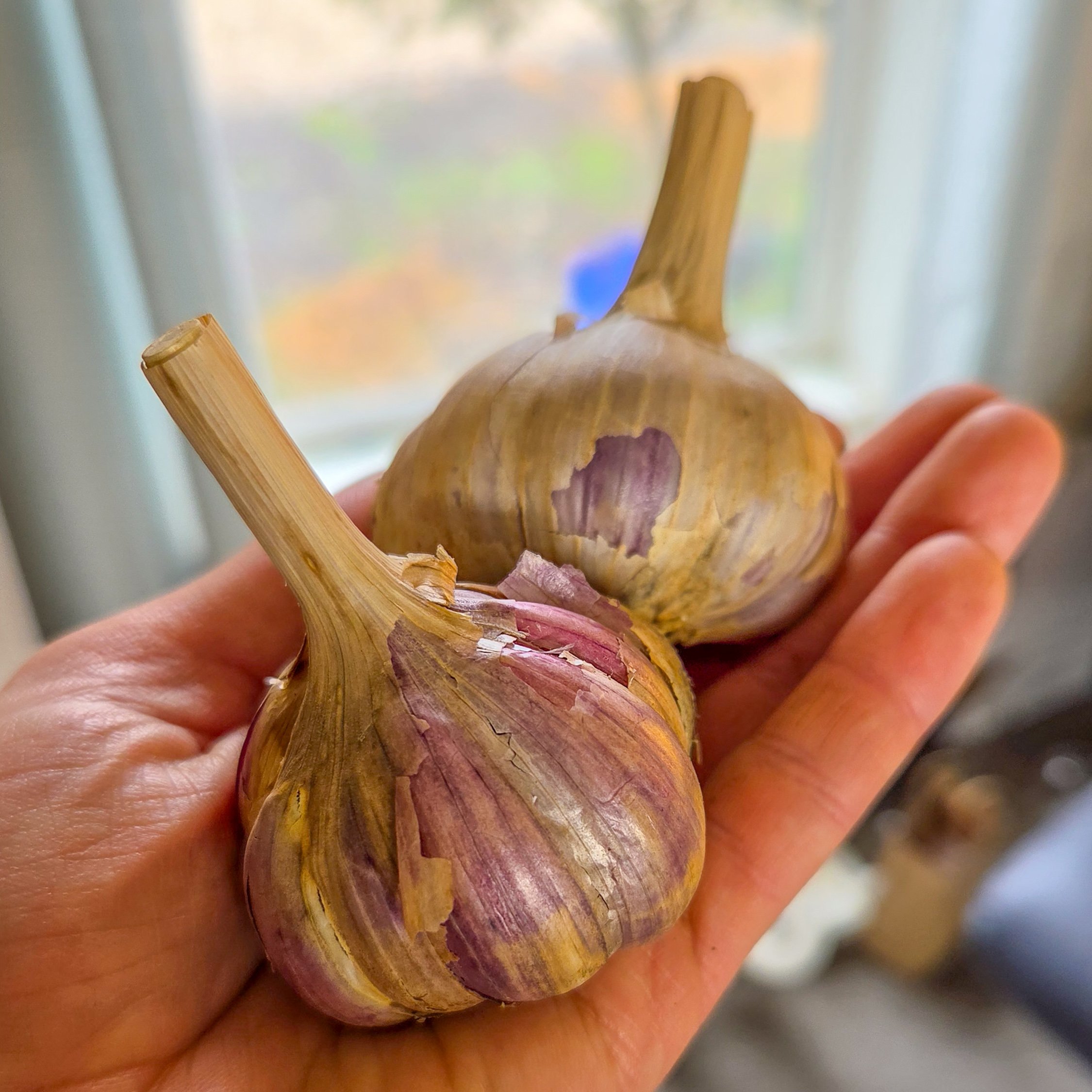 Garlic Again