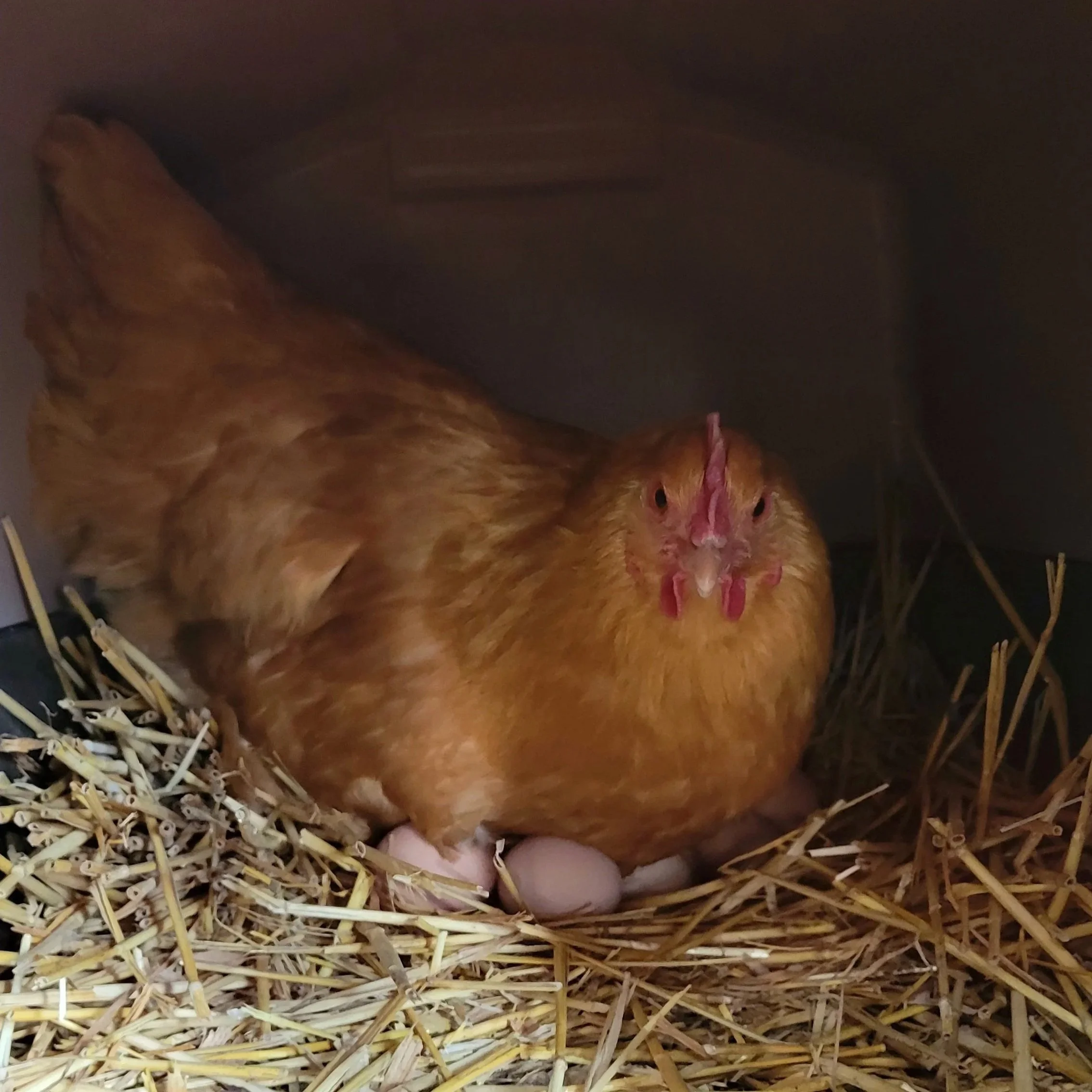 A chicken is sitting on a collection of eggs