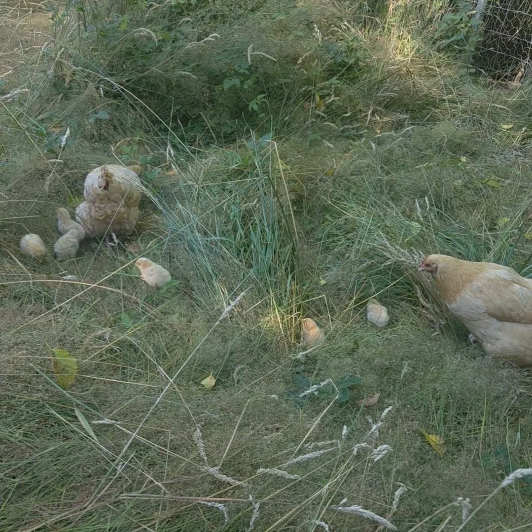 From Hatching to Harvest: A Season of New Life