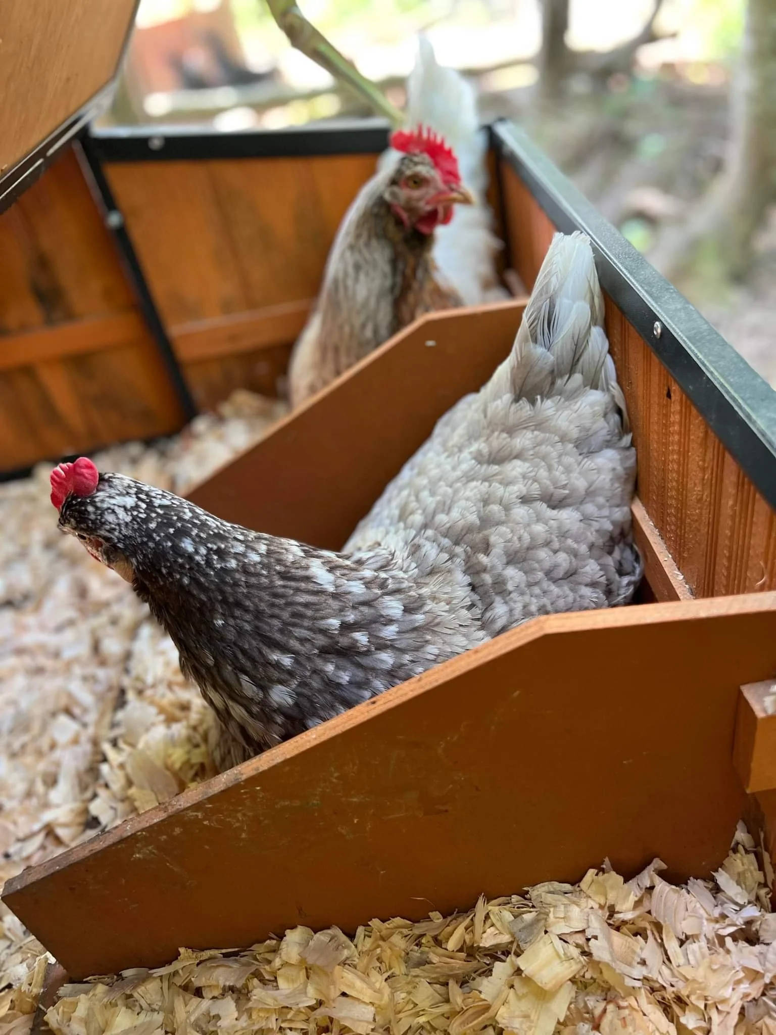 Two chickens inside a wooden nesting box with wood shavings on the floor.
