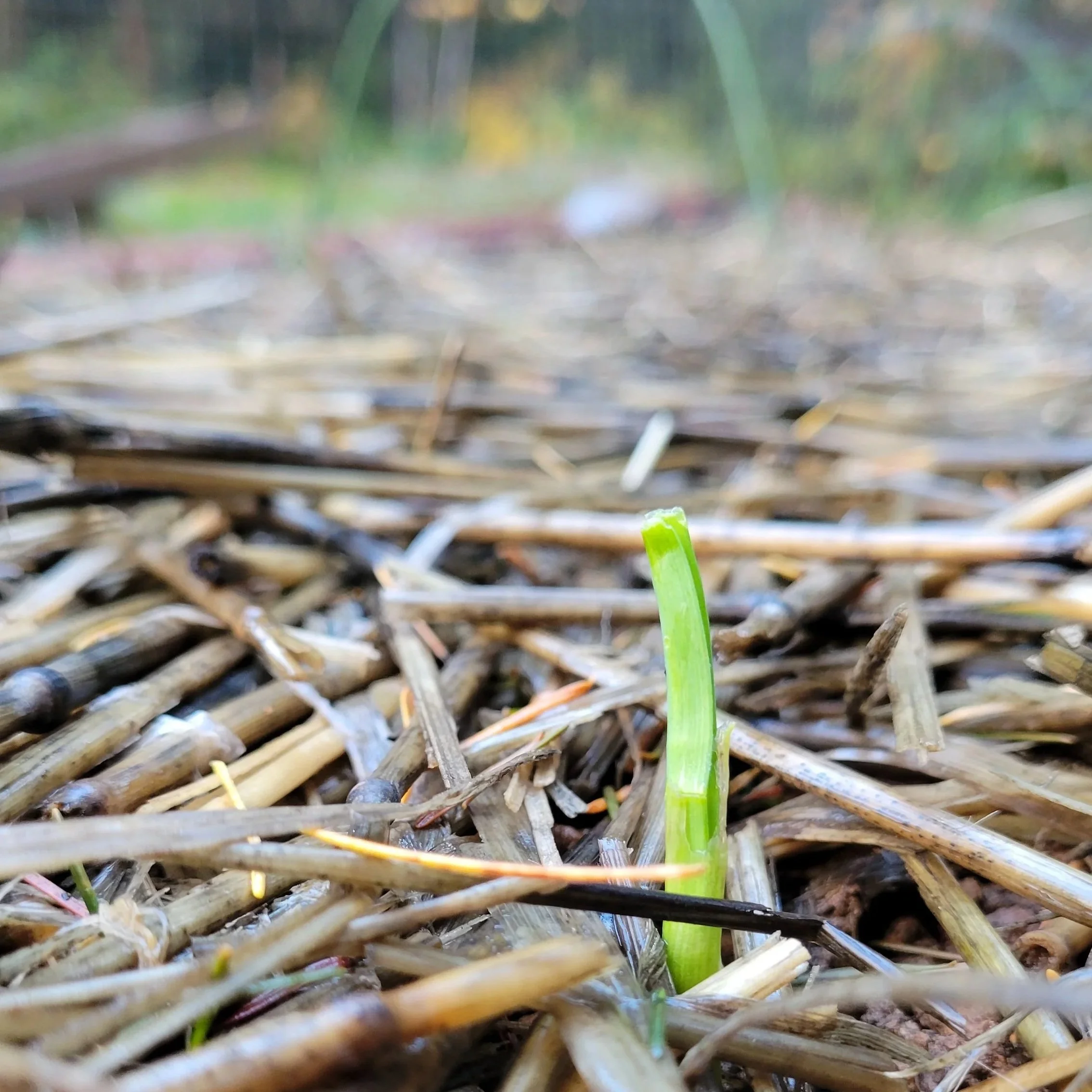 A garlic bed, planted with over 100 cloves, is sprouting just before the winter colds sets in.