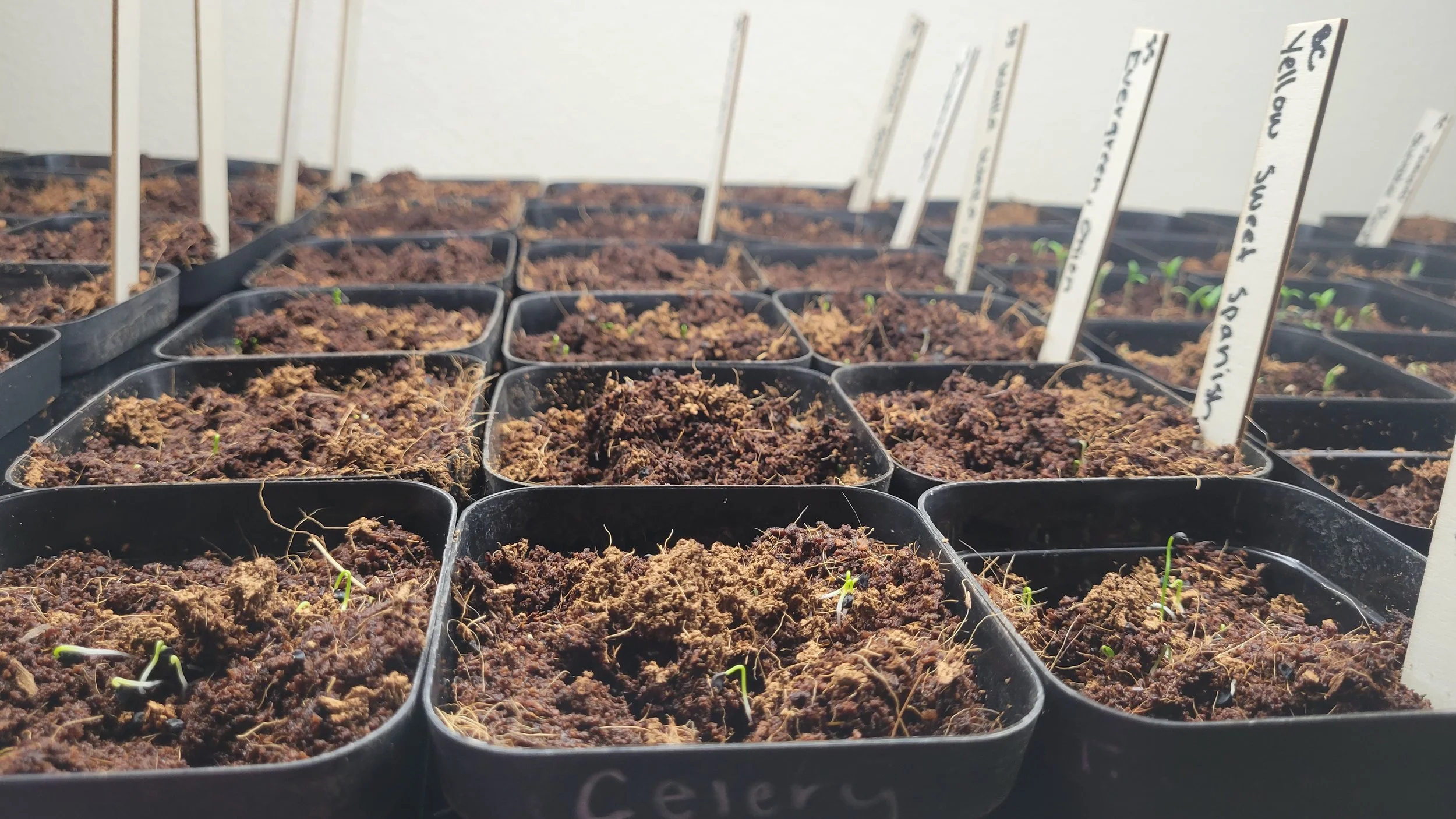 5 Essential Tips for Successful Seed Starting This Spring — Forestside ...