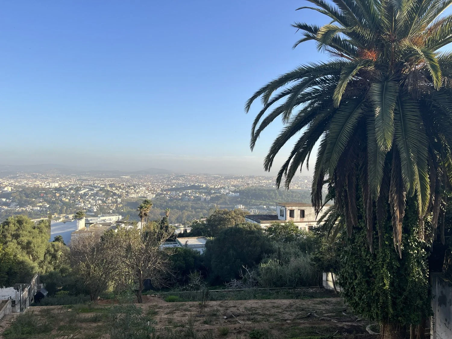 A large palm tree on the right side overlooking a city view with numerous buildings, trees, and a clear blue sky.