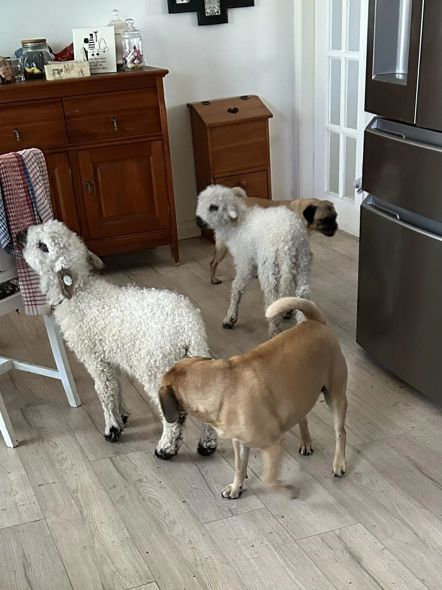 Four dogs in a kitchen, one cream-colored with curly fur, one brown with short fur, and two with mixed fur near a wooden cabinet and stainless steel refrigerator.
