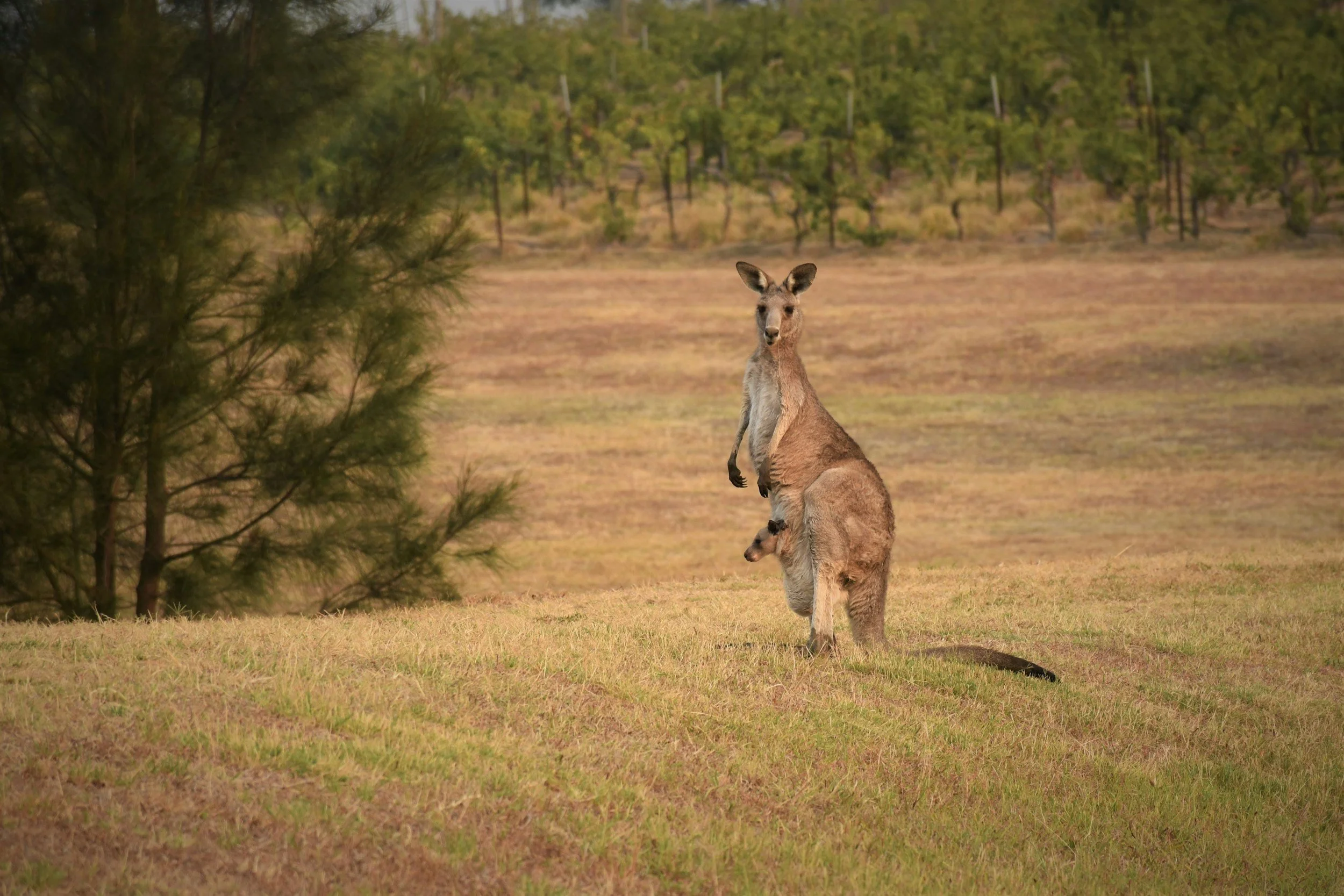 Kangaroo standing on grassland with a tree to the left and a forested hill in the background.