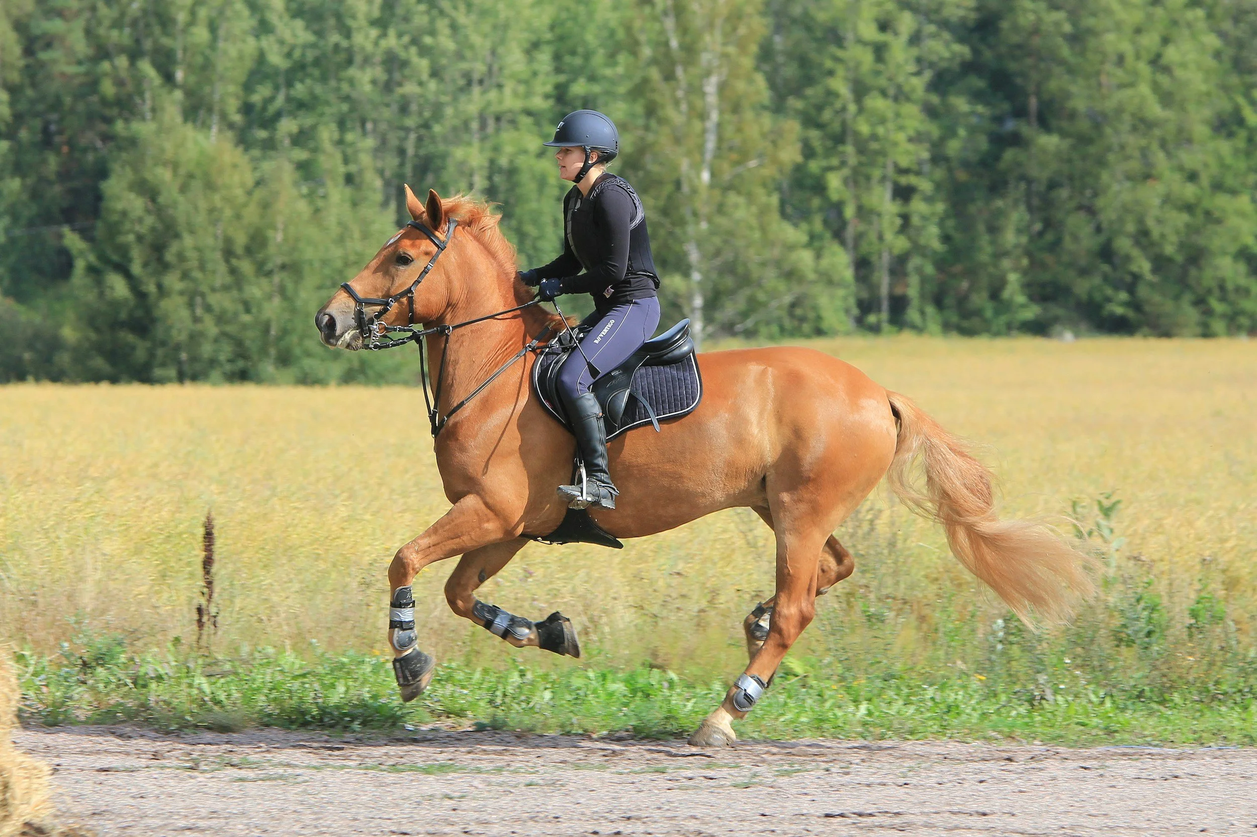 A person riding a galloping chestnut horse outdoors in a grassy field with trees in the background, wearing a black helmet and riding gear.