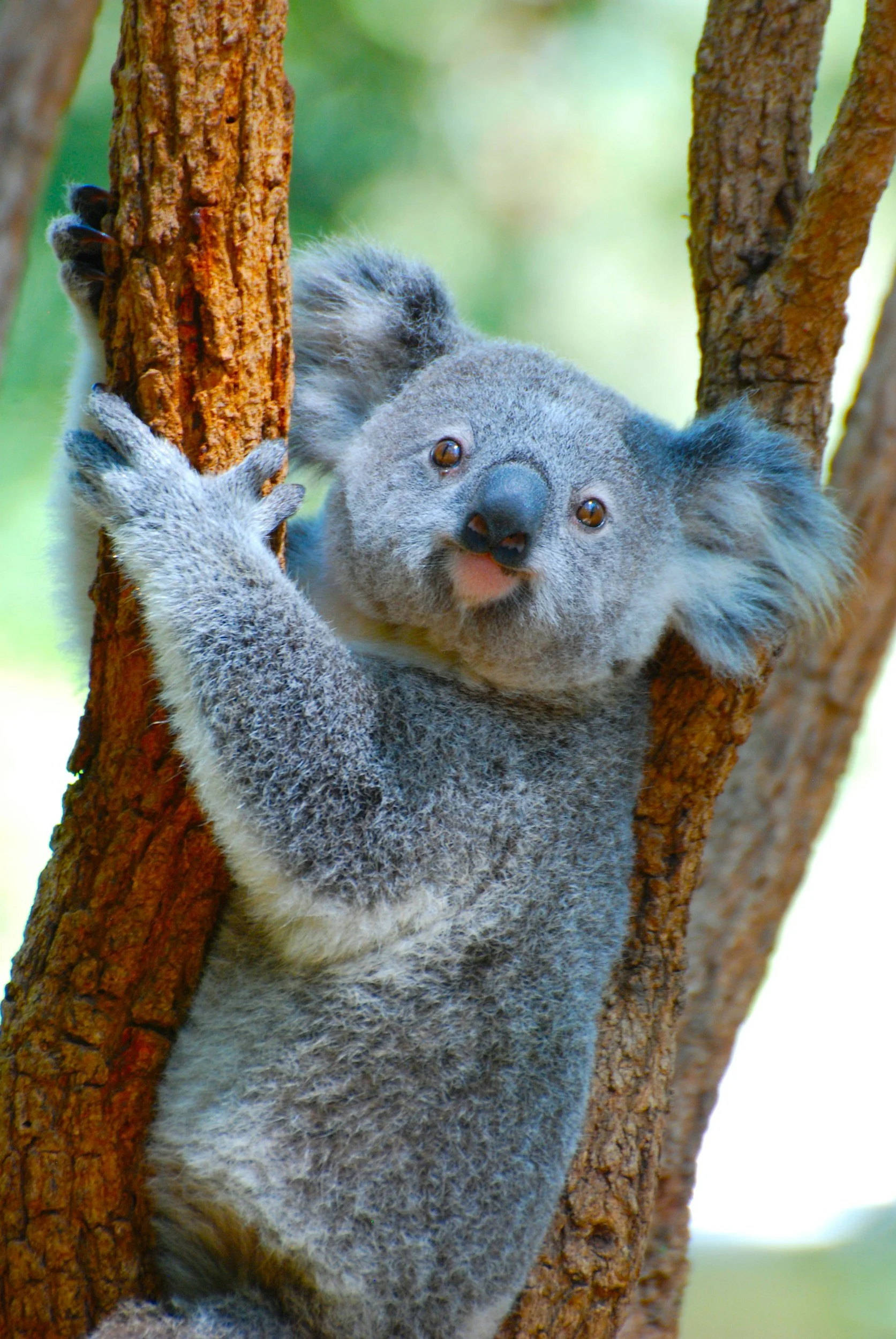 A cute baby koala climbing a tree trunk, looking directly at the camera.