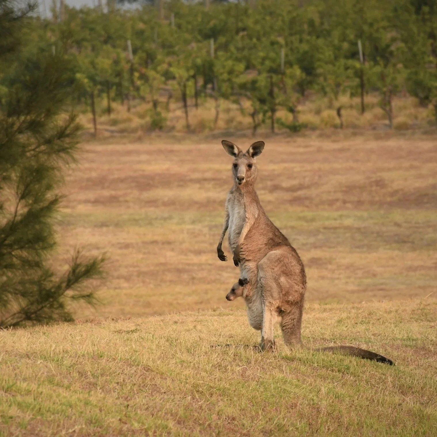 A kangaroo standing on its hind legs with a joey in its pouch in a grass field, with trees in the background.