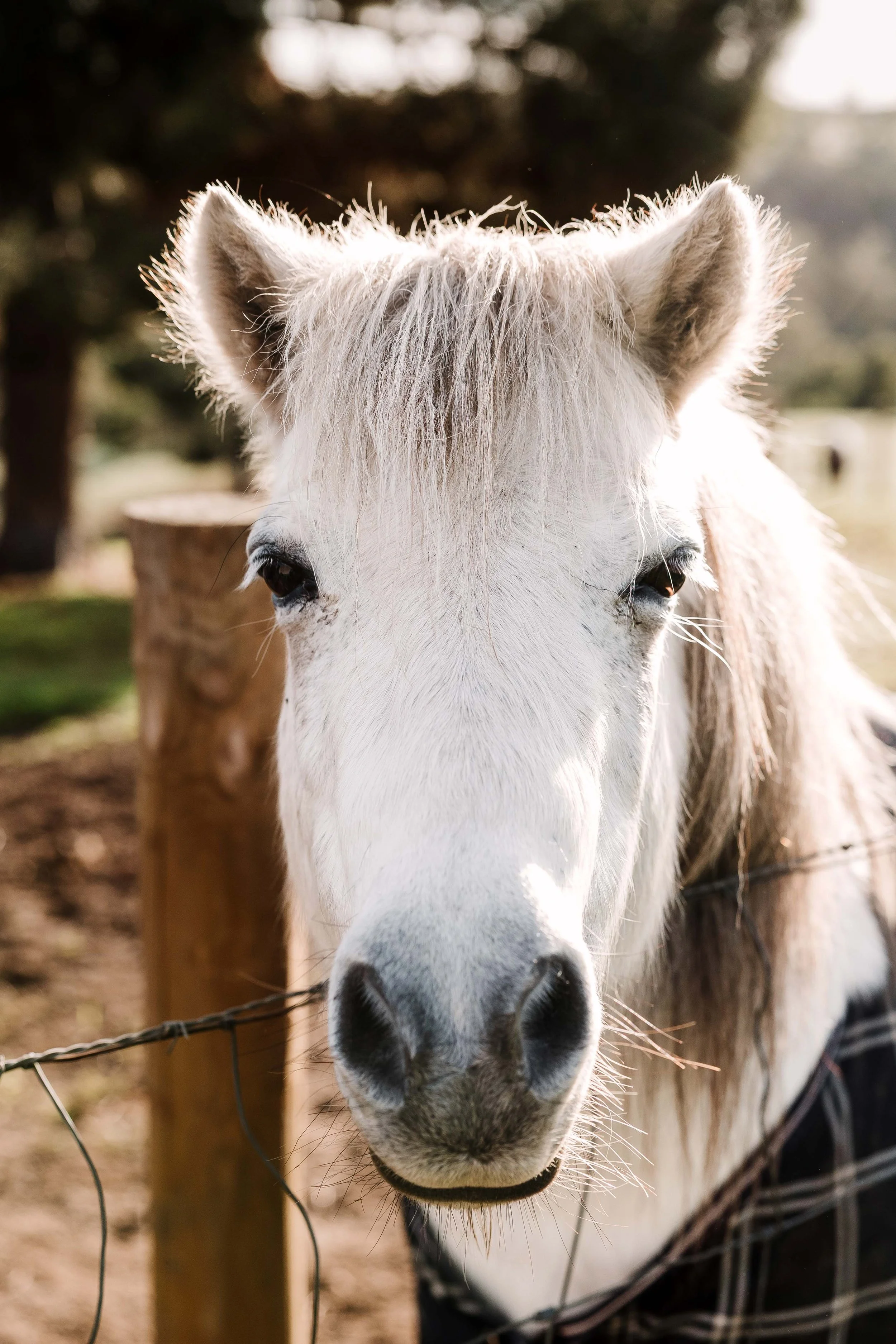 Two horses