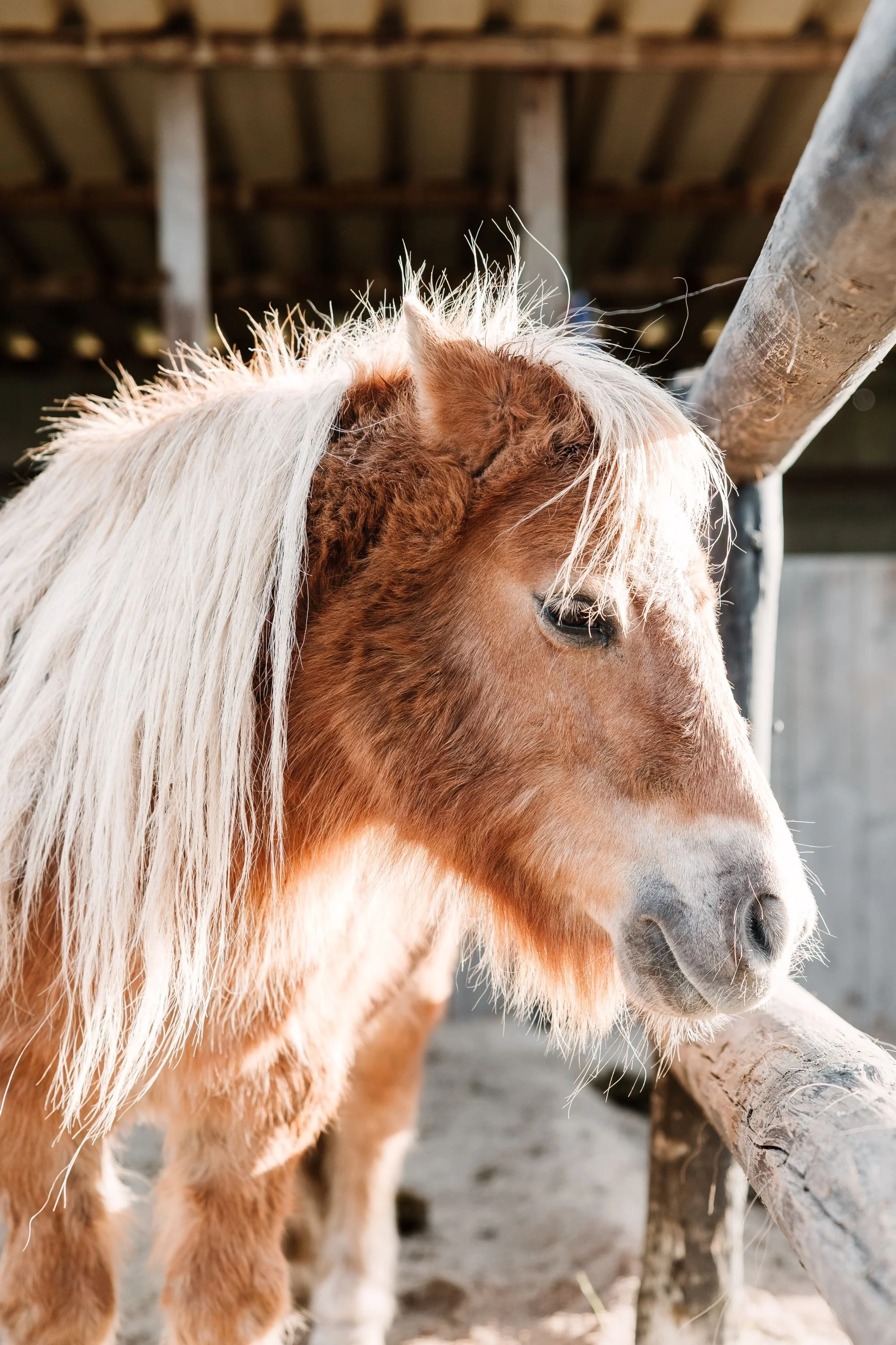 Pony Rides
