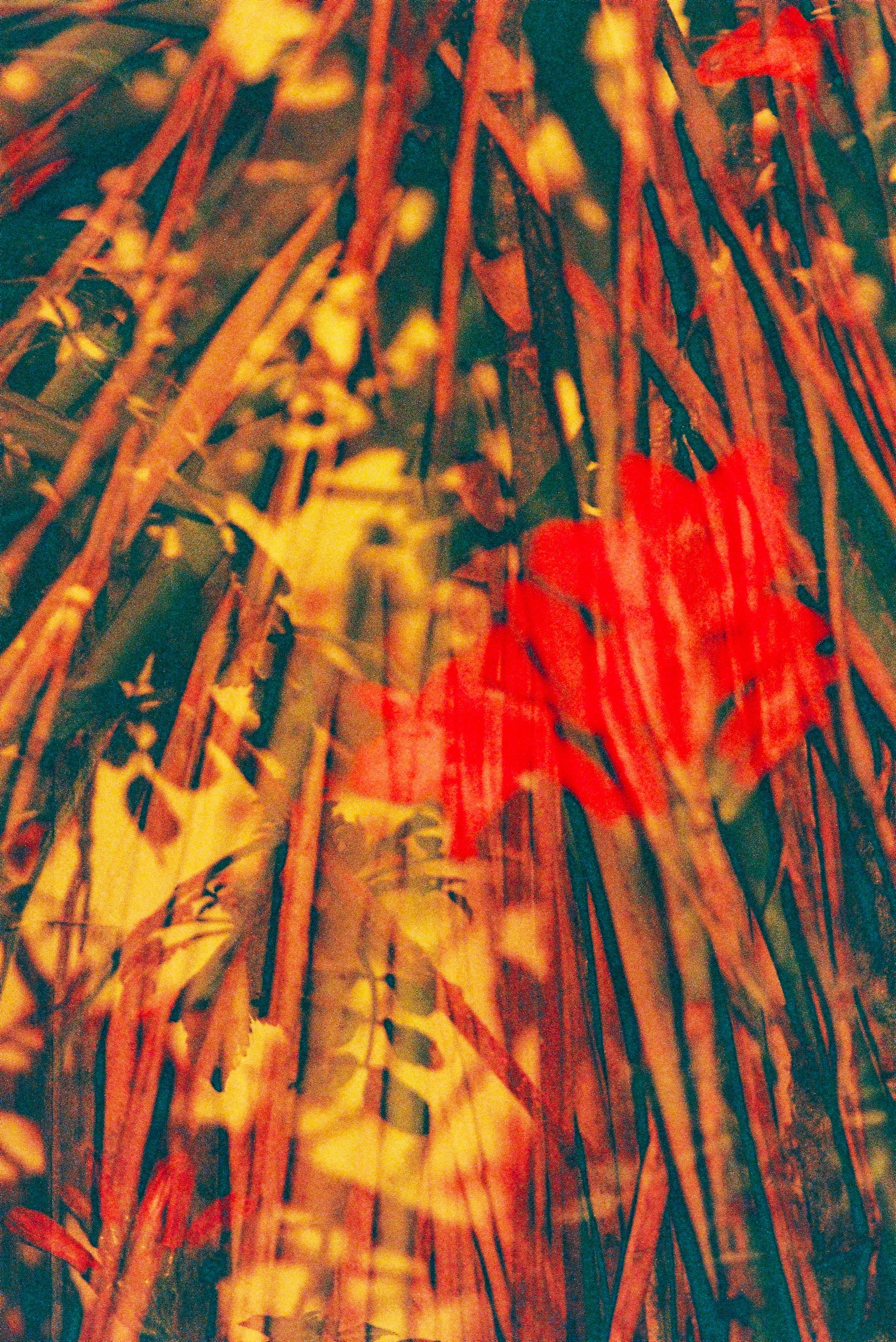 Close-up of dried plants and red flowers with a warm color palette.