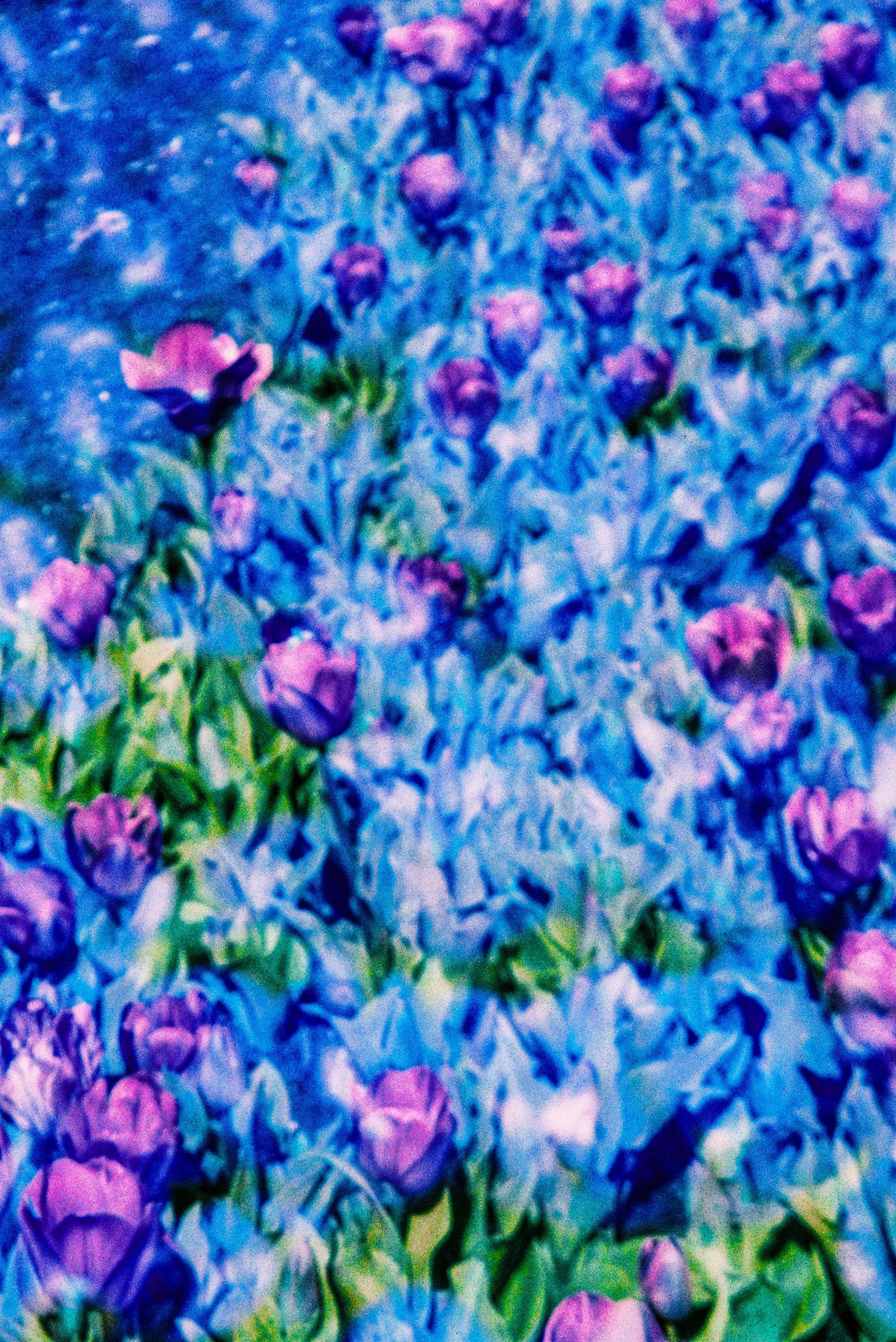 A close-up view of purple and pink flowers, densely packed together.