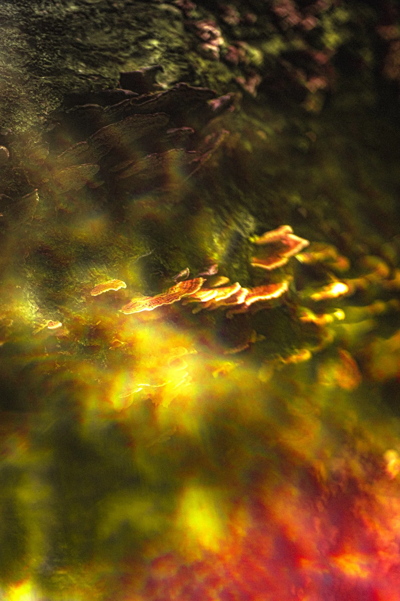 Close-up of a tree bark with moss and lichen, with sun rays creating a warm, glowing effect.