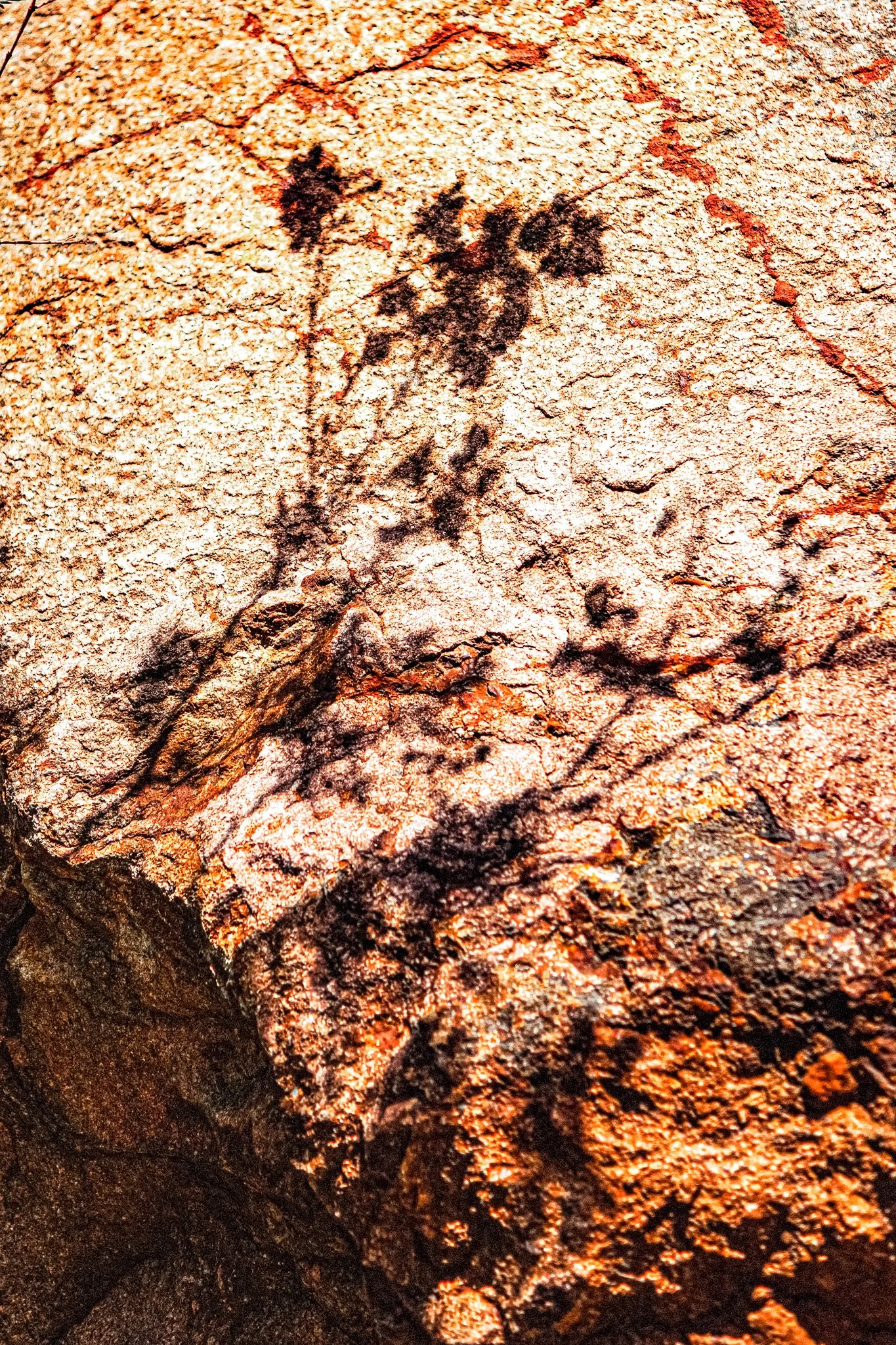 Rock surface with ancient petroglyph carving of a plant or tree with multiple branches and leaves.