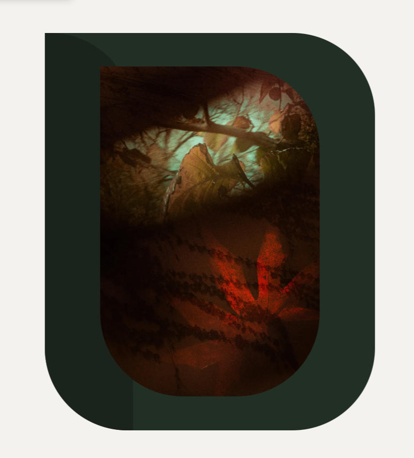 Close-up of autumn leaves with red and brown foliage, with blurred background of trees and sunlight.