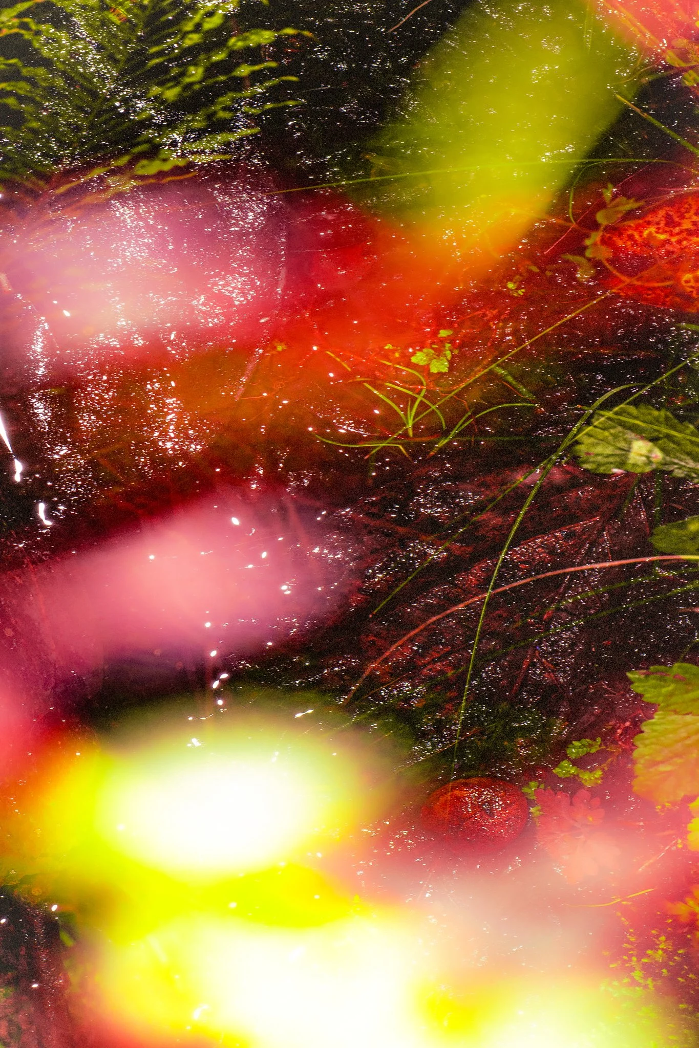 Close-up of strawberries growing among green leaves and grass, with sunlight reflected on wet leaves and berries.