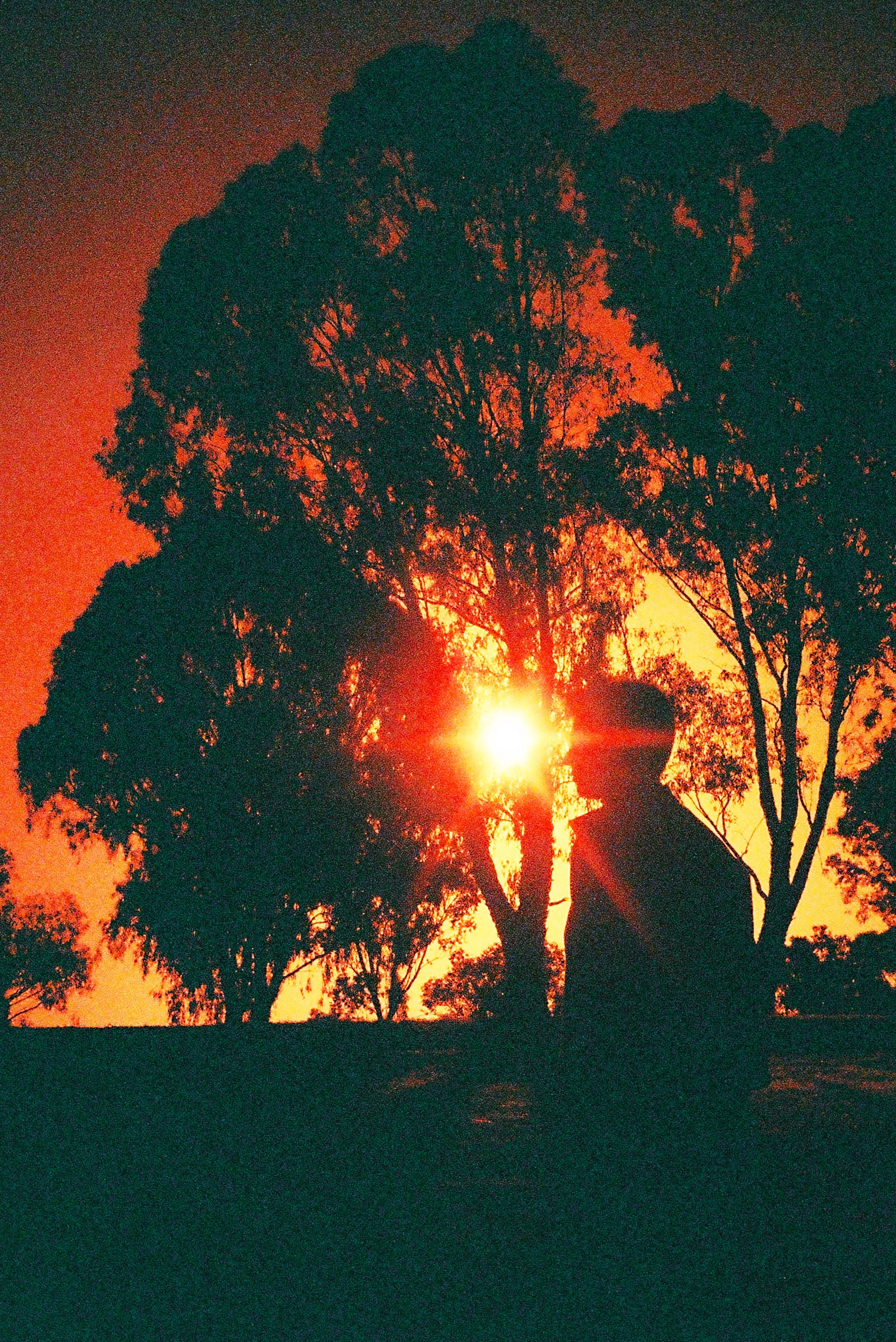 Silhouette of a person sitting near trees during sunset or sunrise, with the sun shining through the branches.