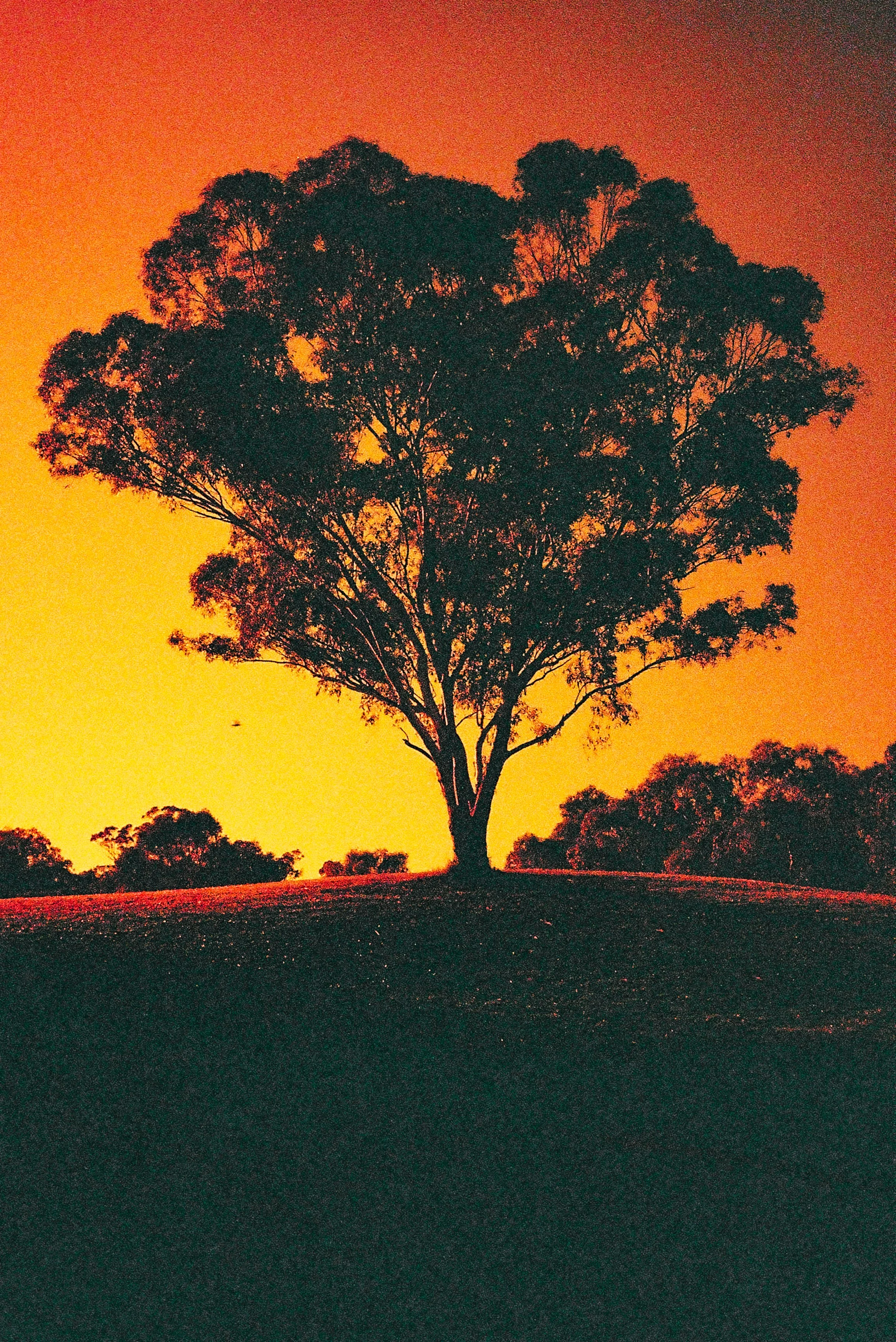 Silhouette of a large tree on a small hill against an orange and yellow sunset sky, with a few smaller trees in the background.