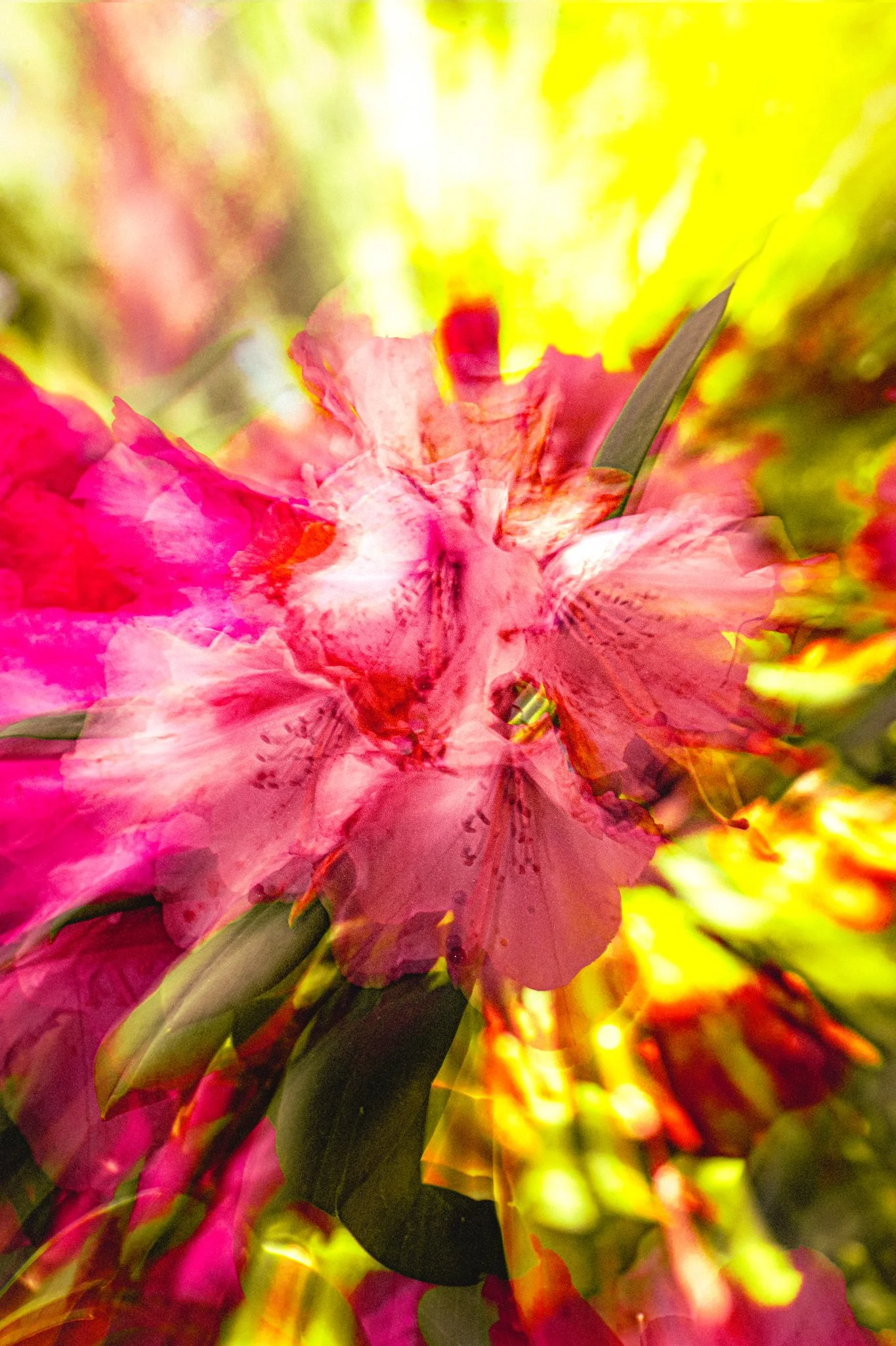 Abstract or heavily edited photo of pink and green flowers with a bright yellow background.