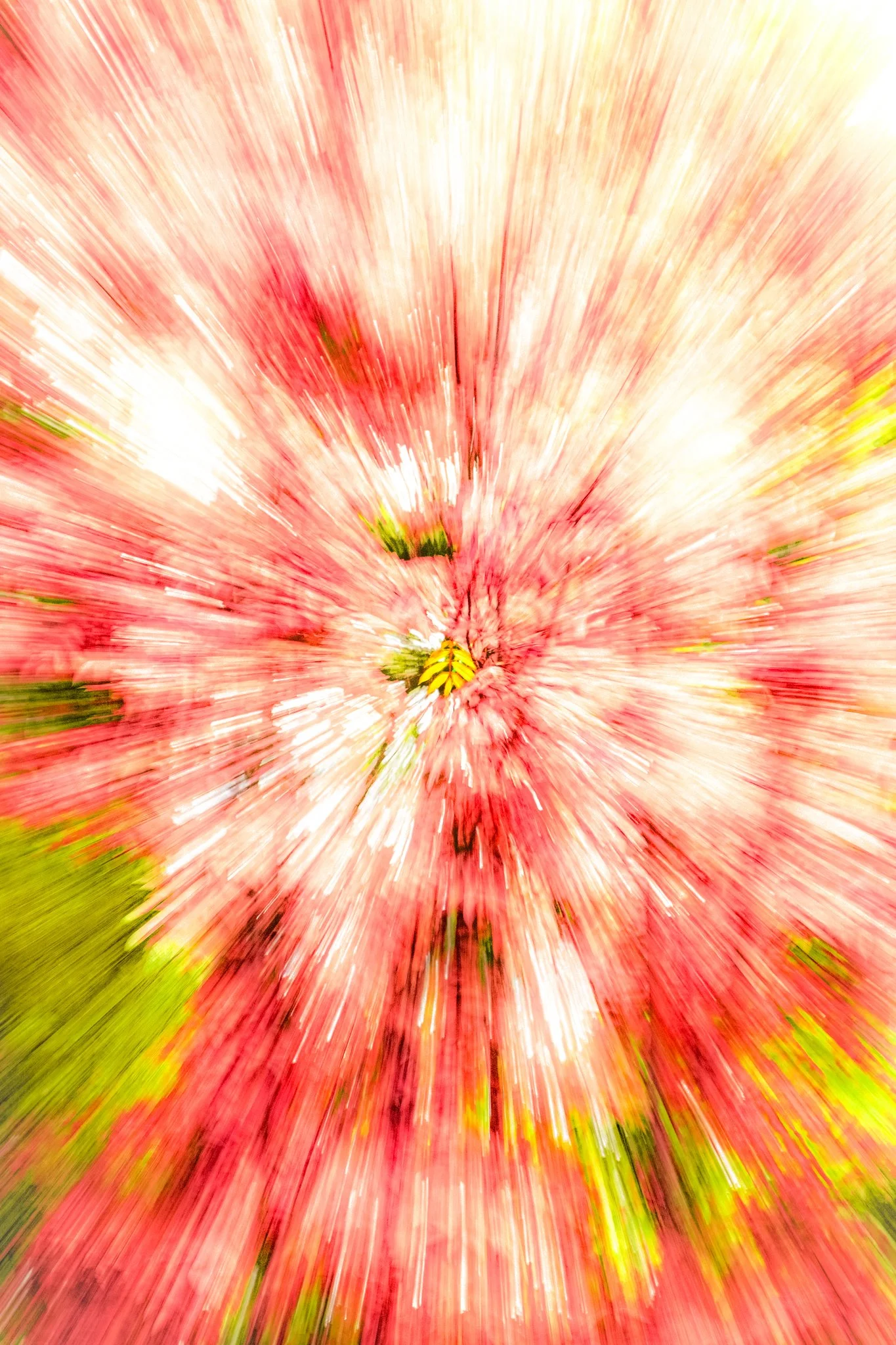 Blurred image of pink flowers with green leaves and sunlight, creating a motion effect.