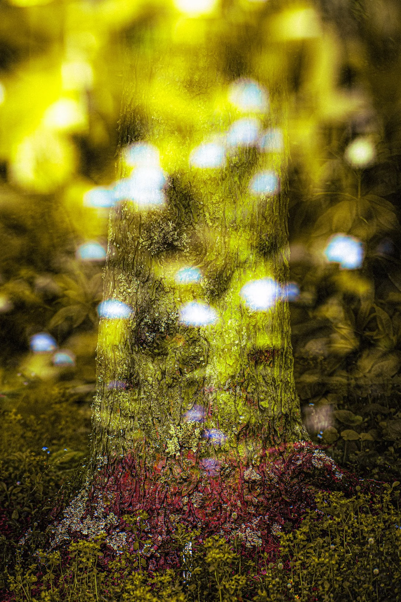 A tree trunk in a forest with bright, blurry blue and white light spots scattered across it.