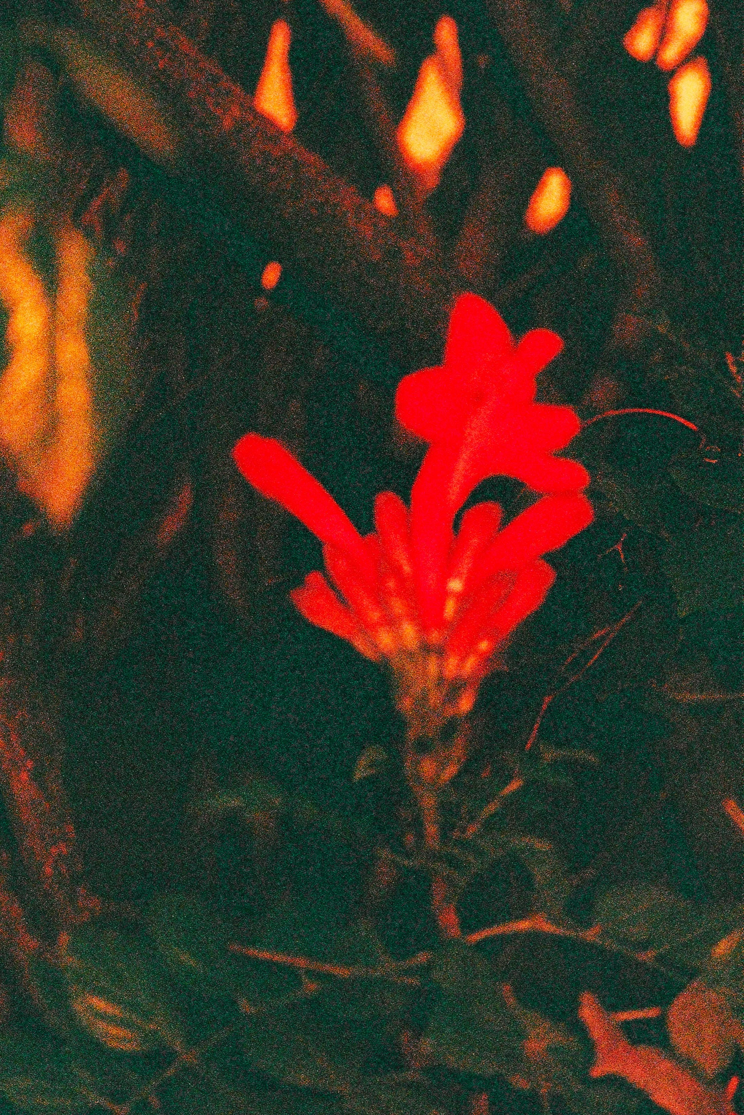 A close-up of a red tropical flower growing among dark green leaves in low light.