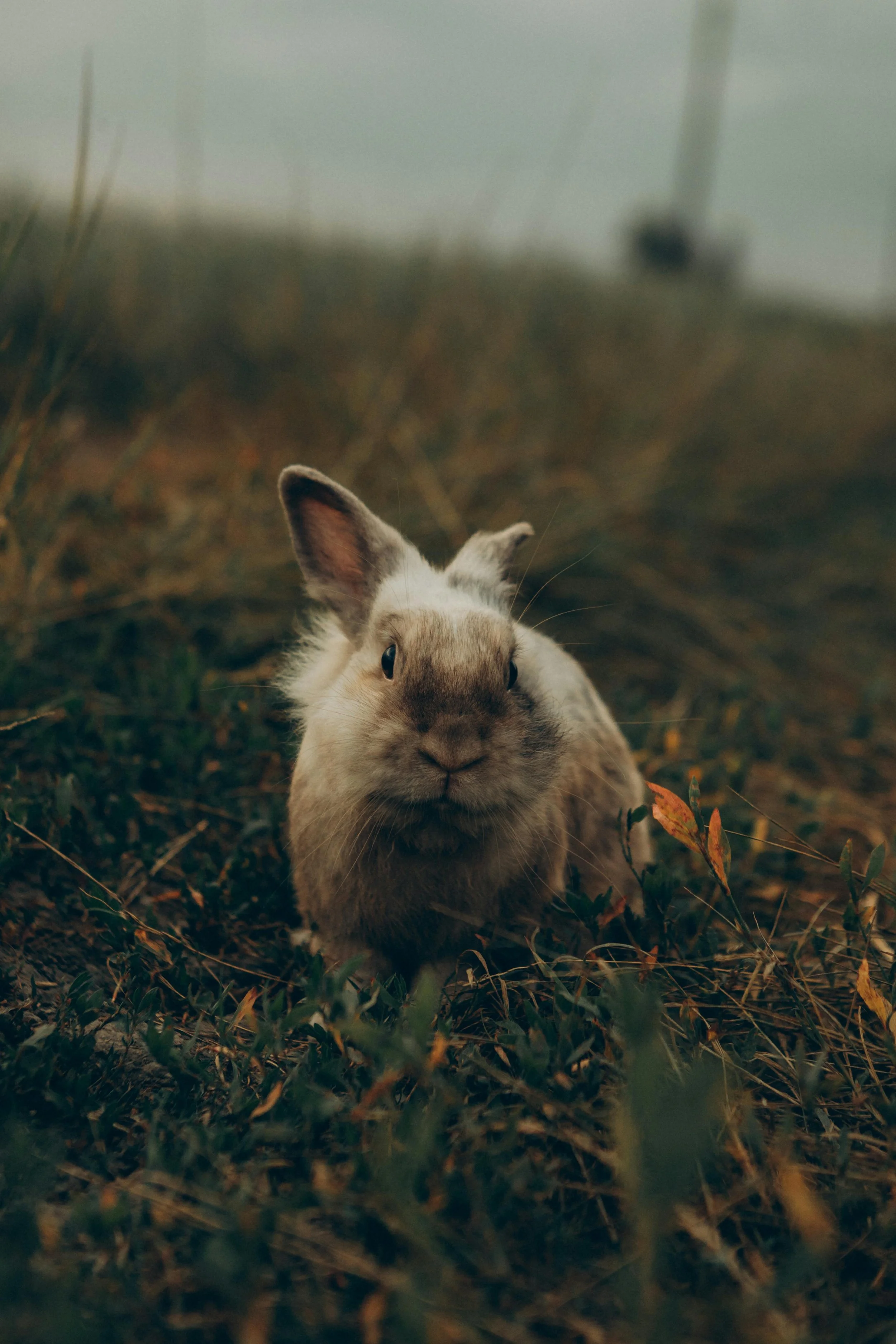 Conejo en el campo