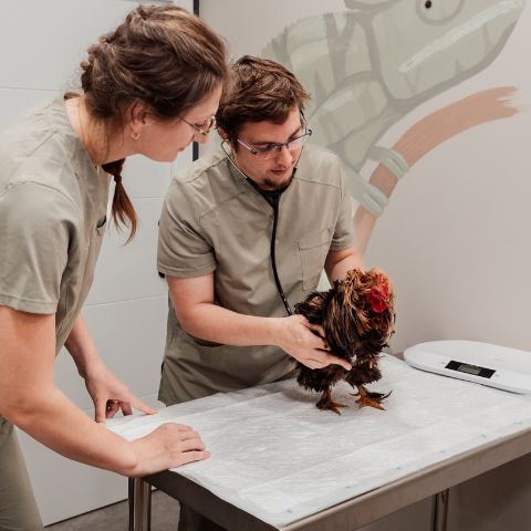 veterinarios de animales exóticos en asturias  con una gallina