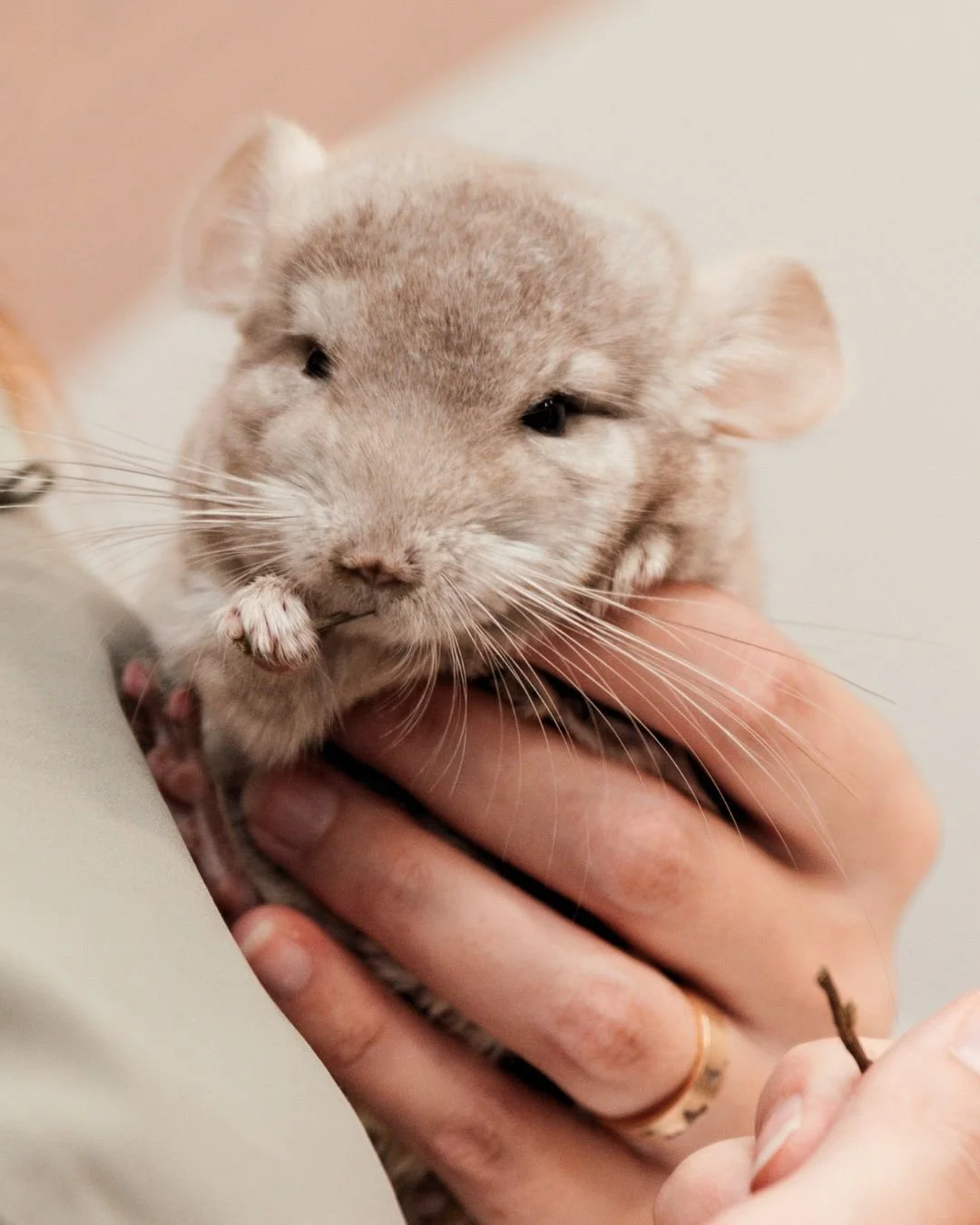Una chinchilla comiendo eneldo