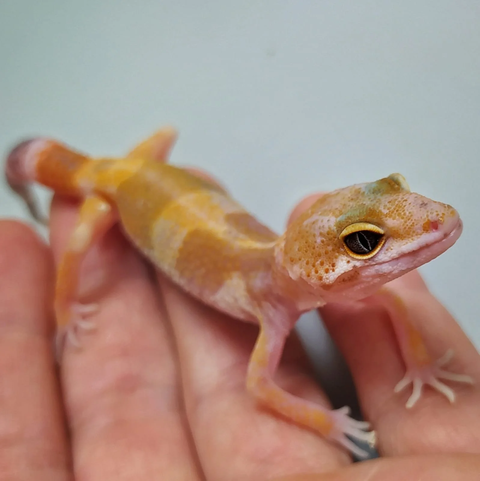 asesoramiento previo.jpg