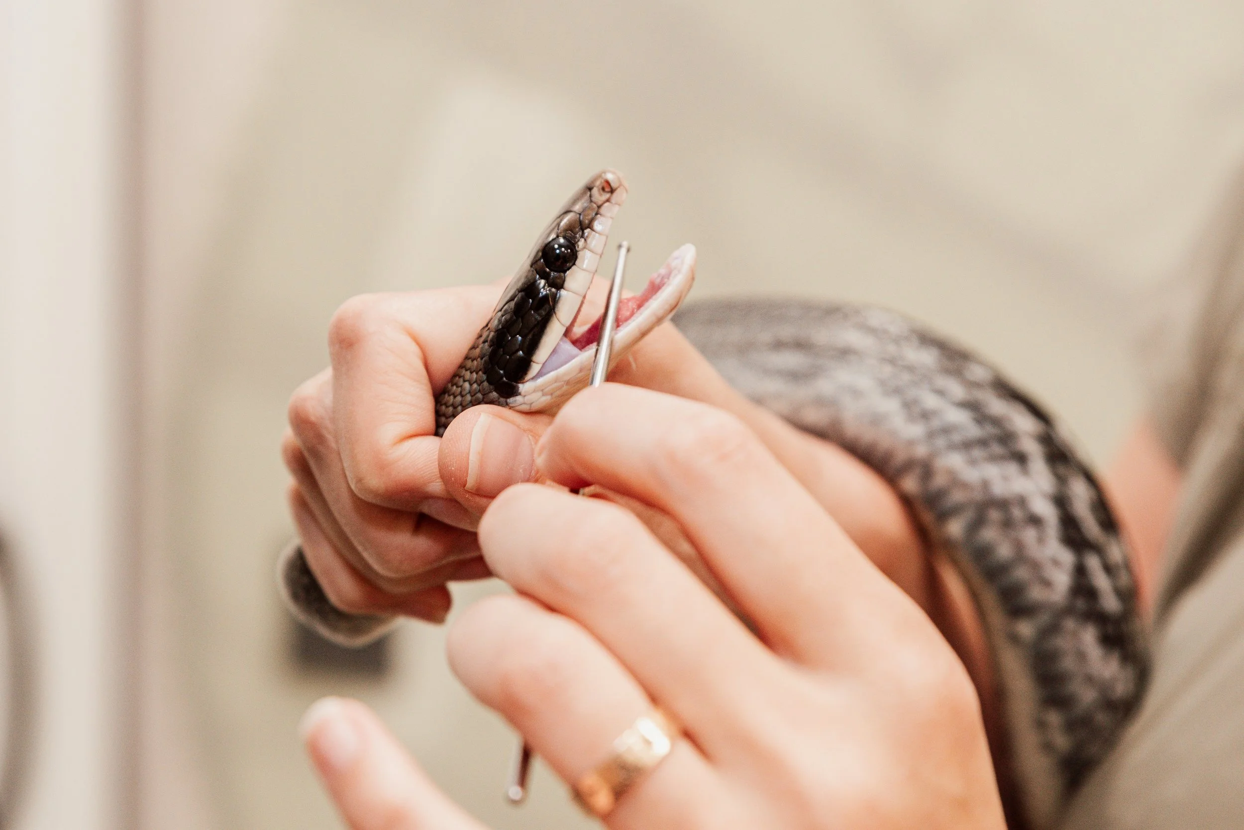 exploracioón de la boca de una serpiente