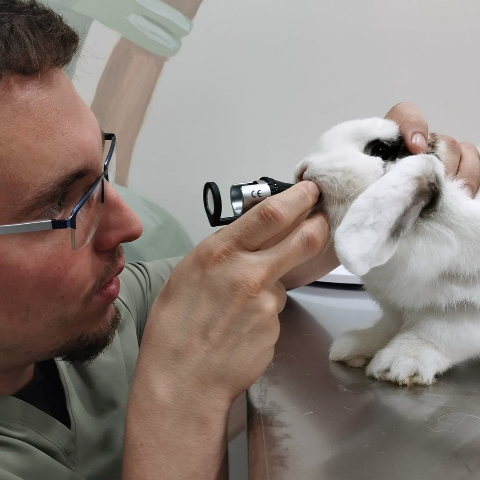 veterinario de animales exóticos en asturias  haciendo una revisión dental de un conejo