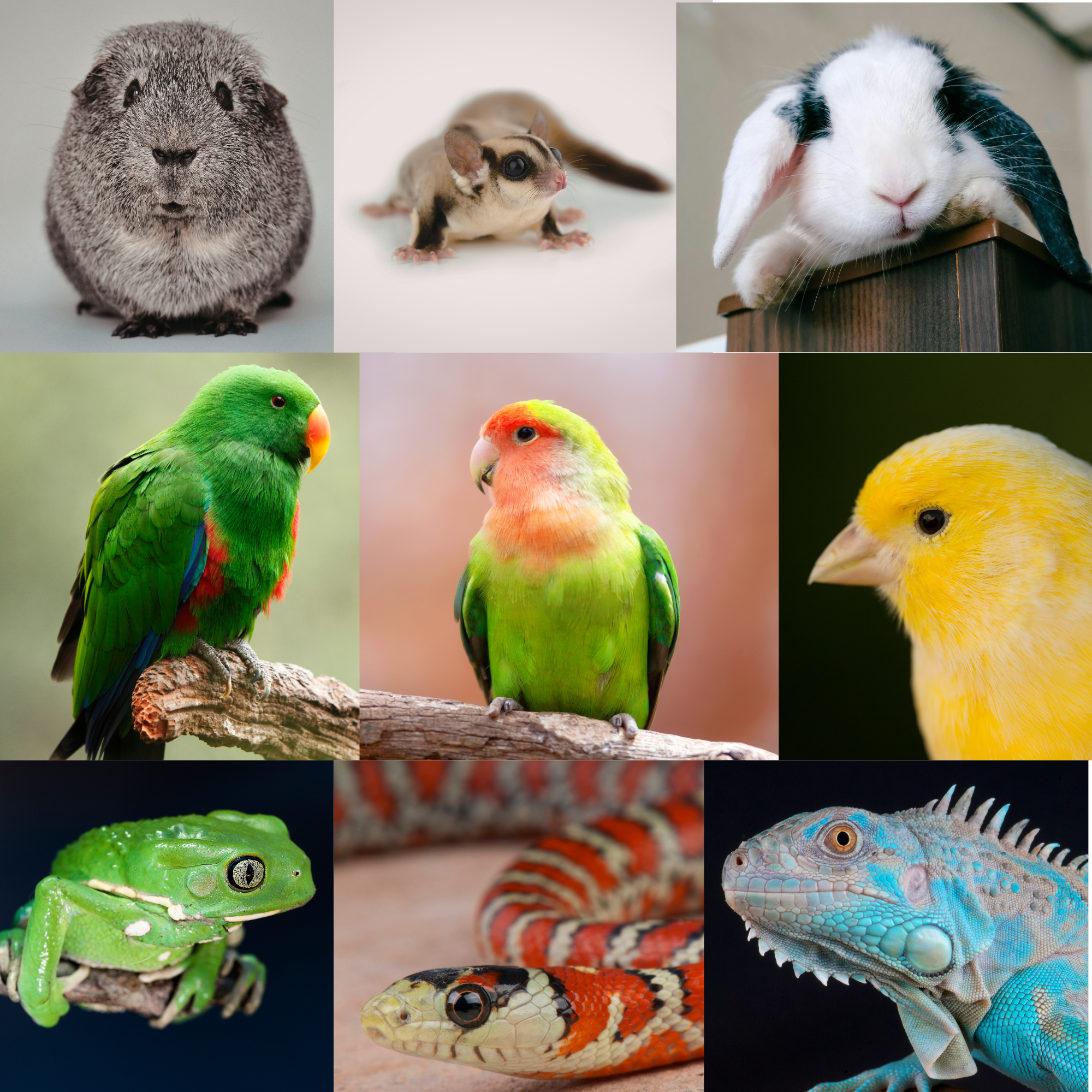colage de fotos de cobaya, petauro, conejo, loro eclectus, agapornis, canario, rana, serpiente y una iguana