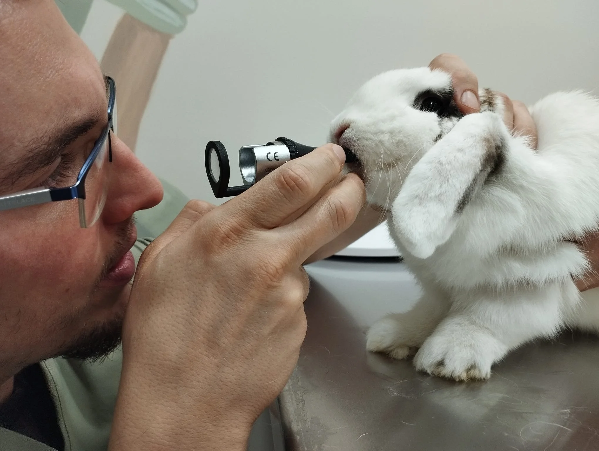 veterinario explorando la boca de un conejo