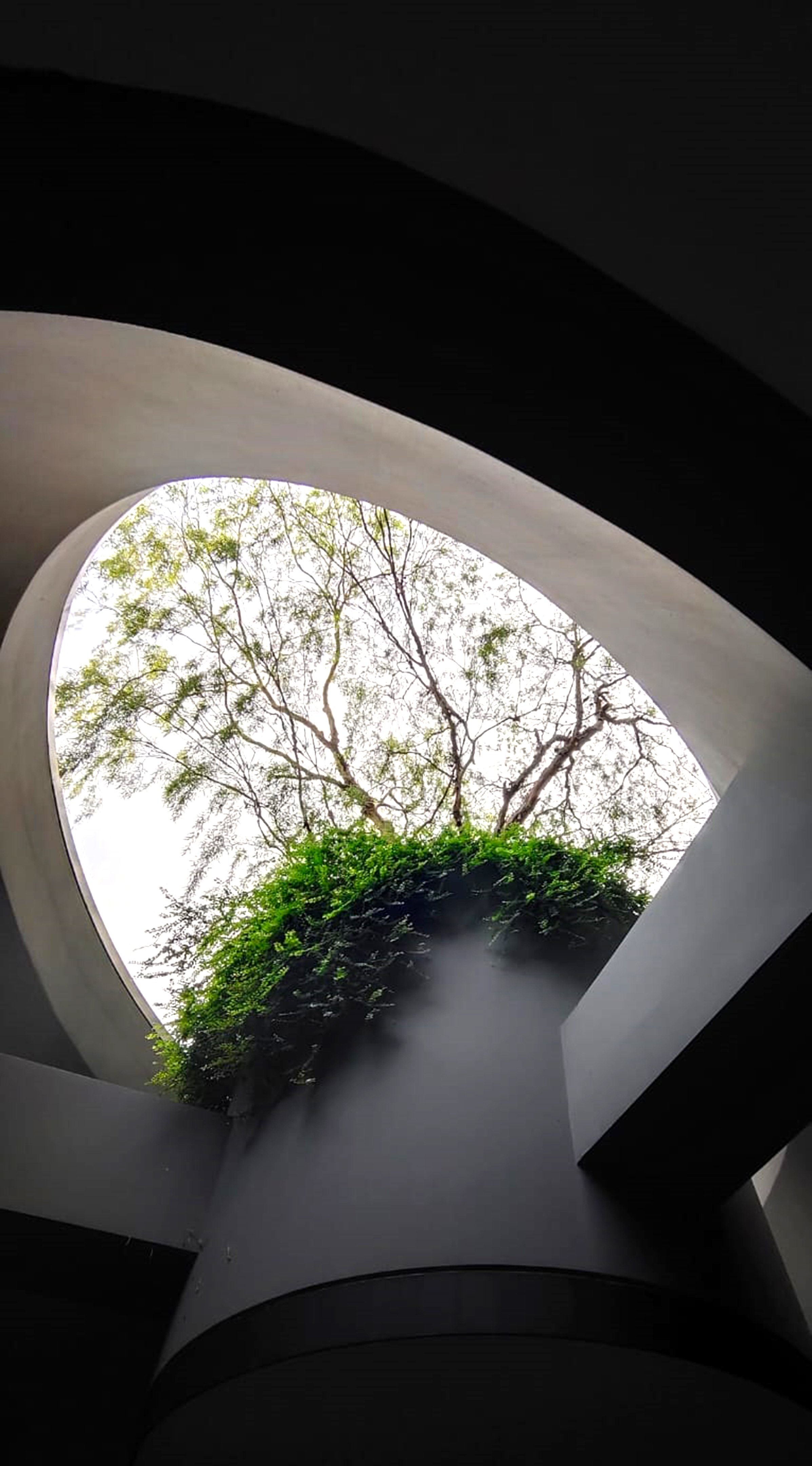 Looking up through a circular skylight at tree branches with green foliage and an overcast sky.
