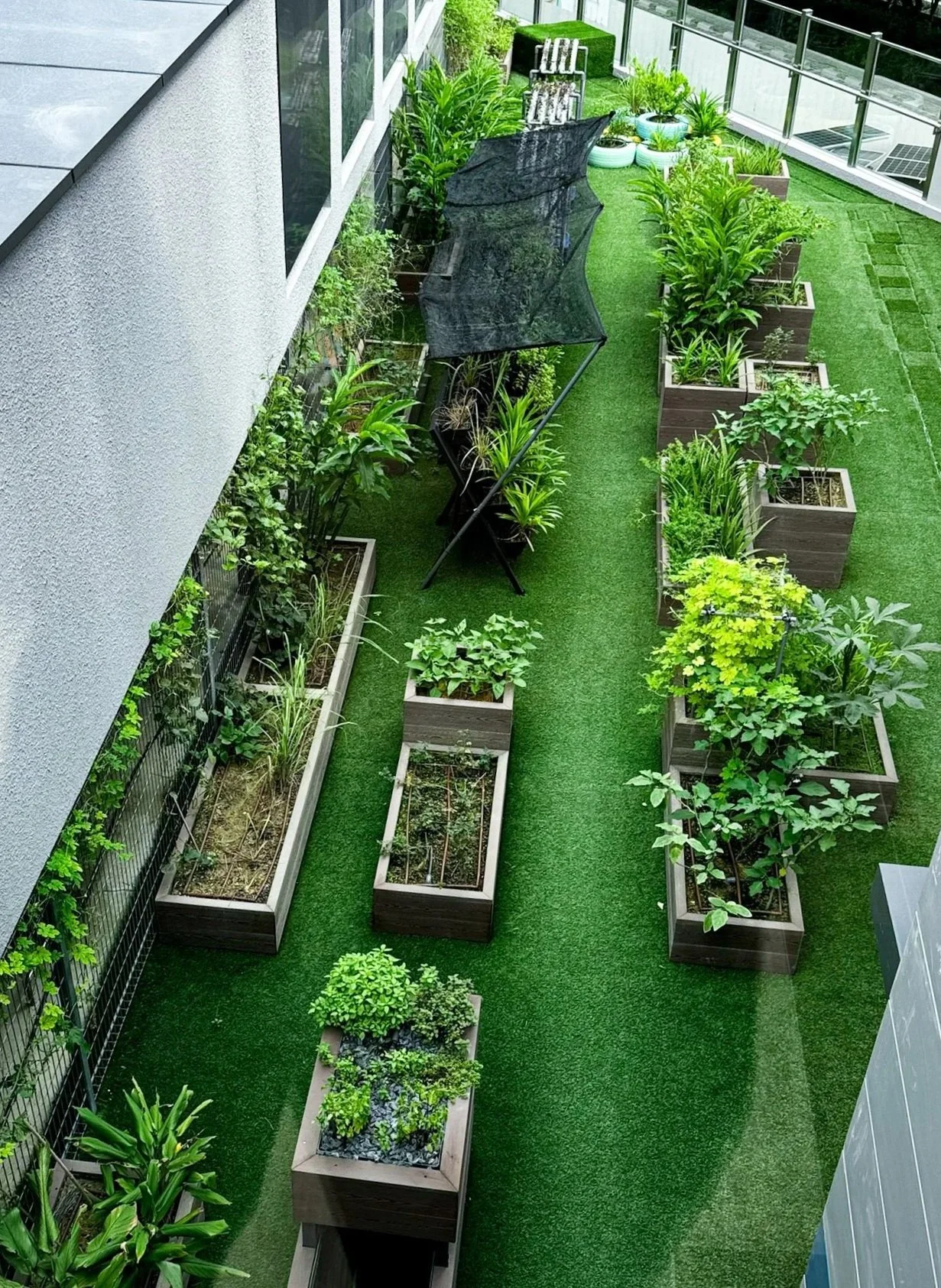 View of a balcony garden with raised plant beds, green plants, a black shade umbrella, and a artificial grass floor.